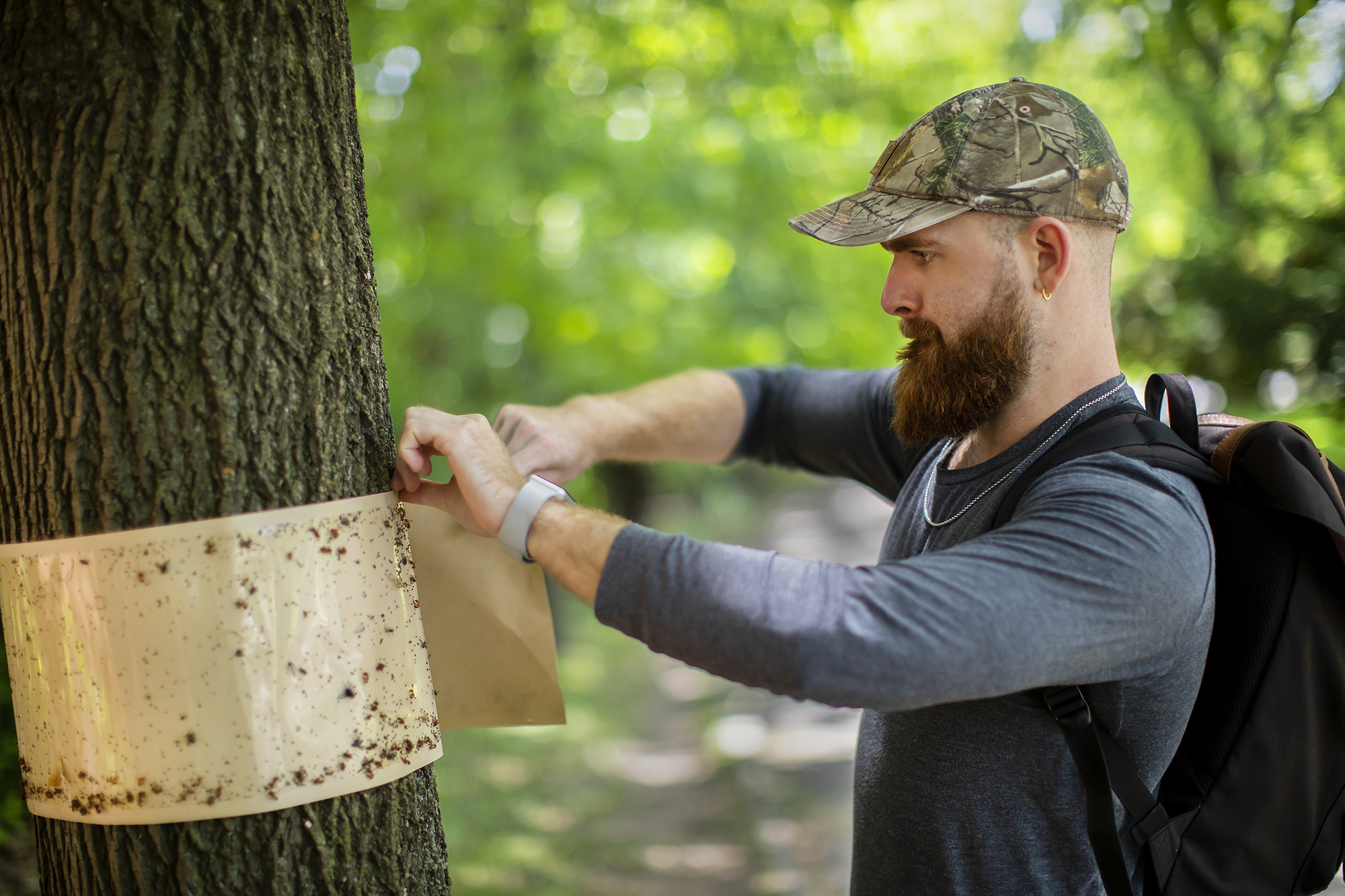 A person removes a sticky band covered with insects from around a tree