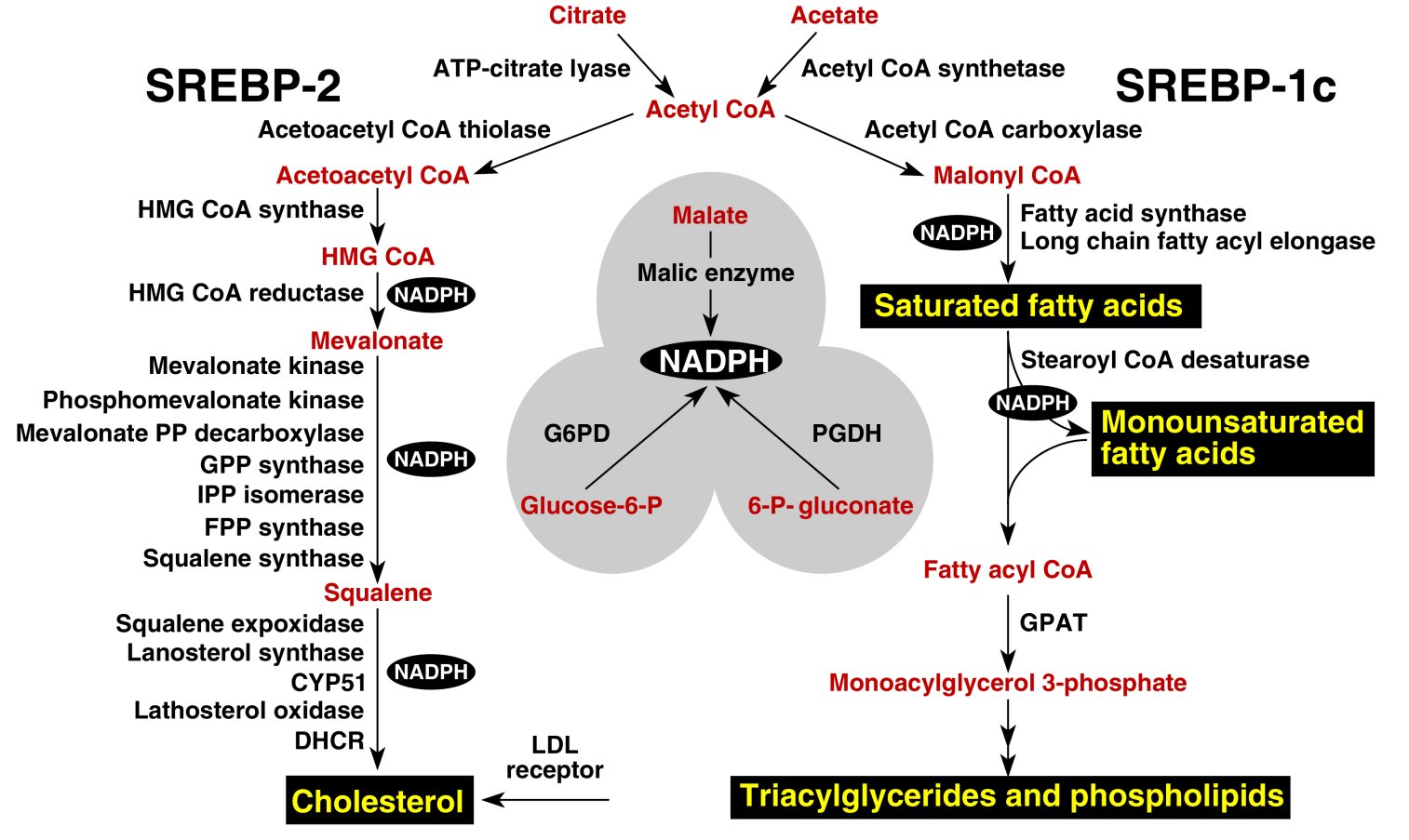 a diagram of a biochemical pathway, including the proteins and products created in the process of making cholesterol