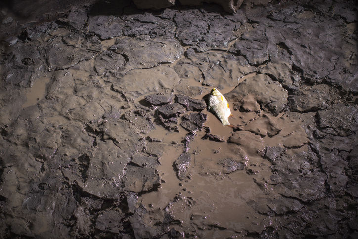 dead fish on muddy ground