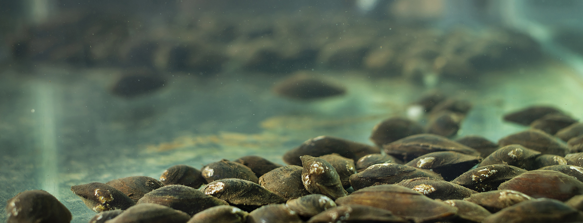 fresh water mussels in a tank