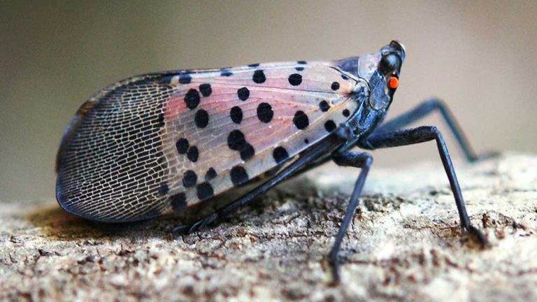 An adult spotted lanternfly sitting with its wings folded.