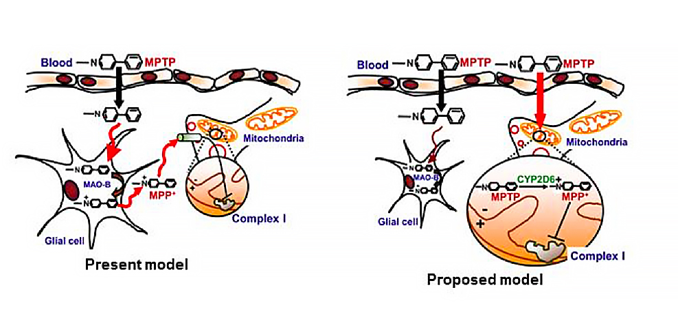 Scientific illustration of "present model" and "proposed model" representing how an enzyme in the mitochondria damages glial cells in Parkinson's disease