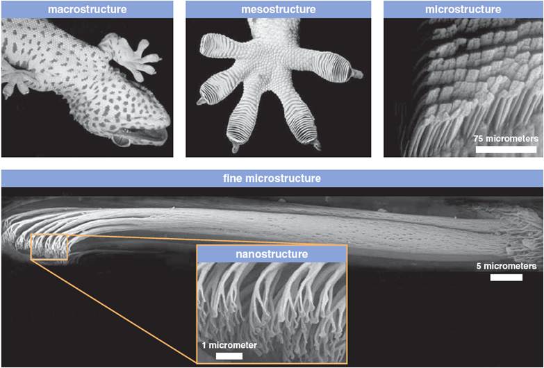 a panel of images showing a microscopic view of a gecko's footpad