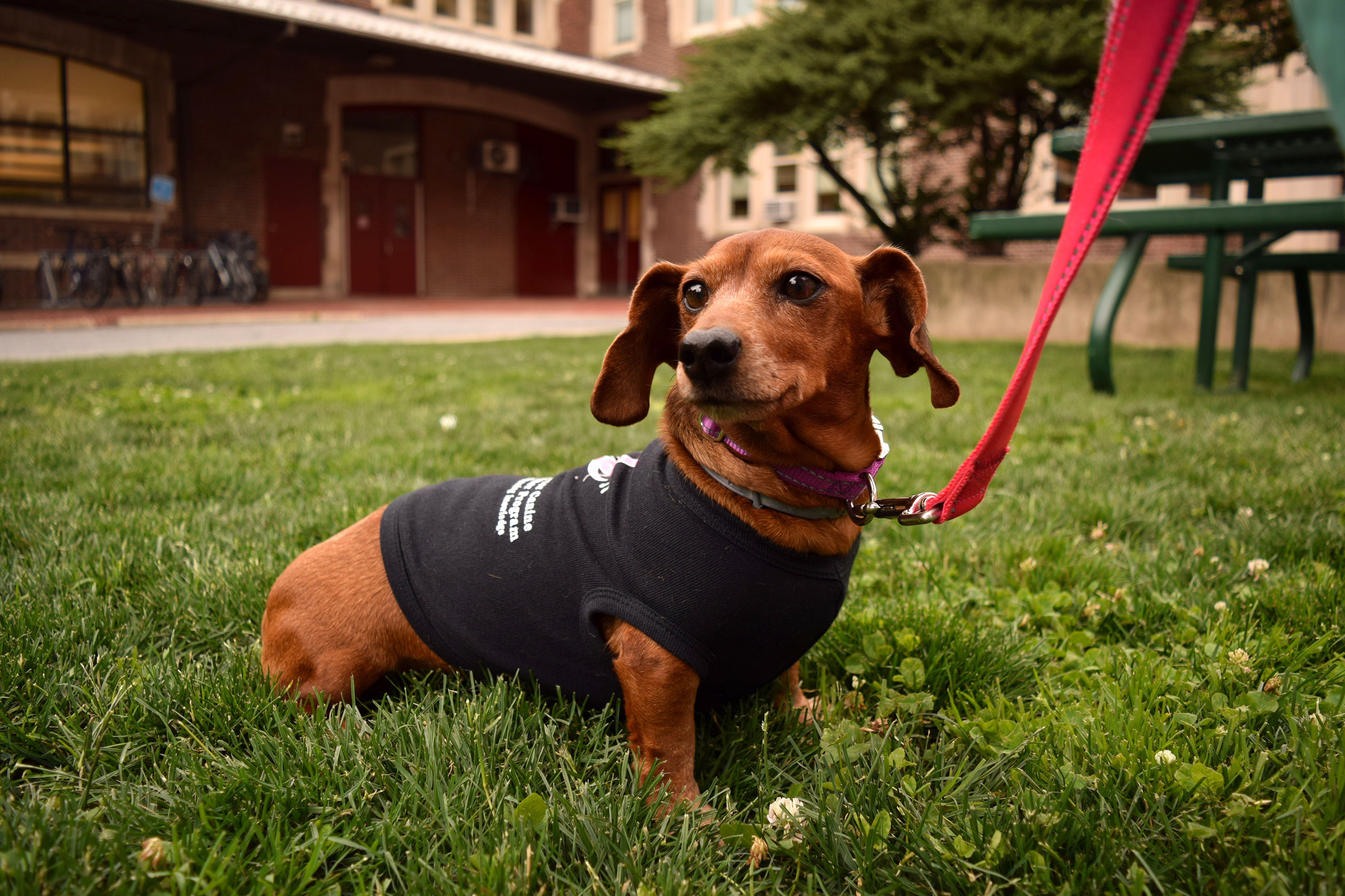 A dachshund on a leash wears a black shirt while standing in a lawn and gazing into the distance