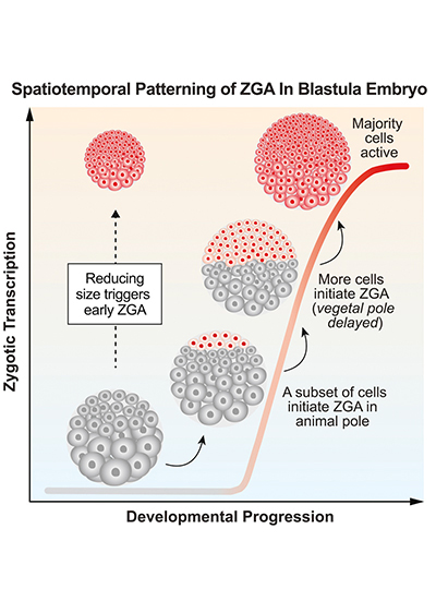 Graph: Spatiotemporal Patterning of ZGA in Blastula Embroy; x-axis is xygotic transcription, y-axis is developmental progression