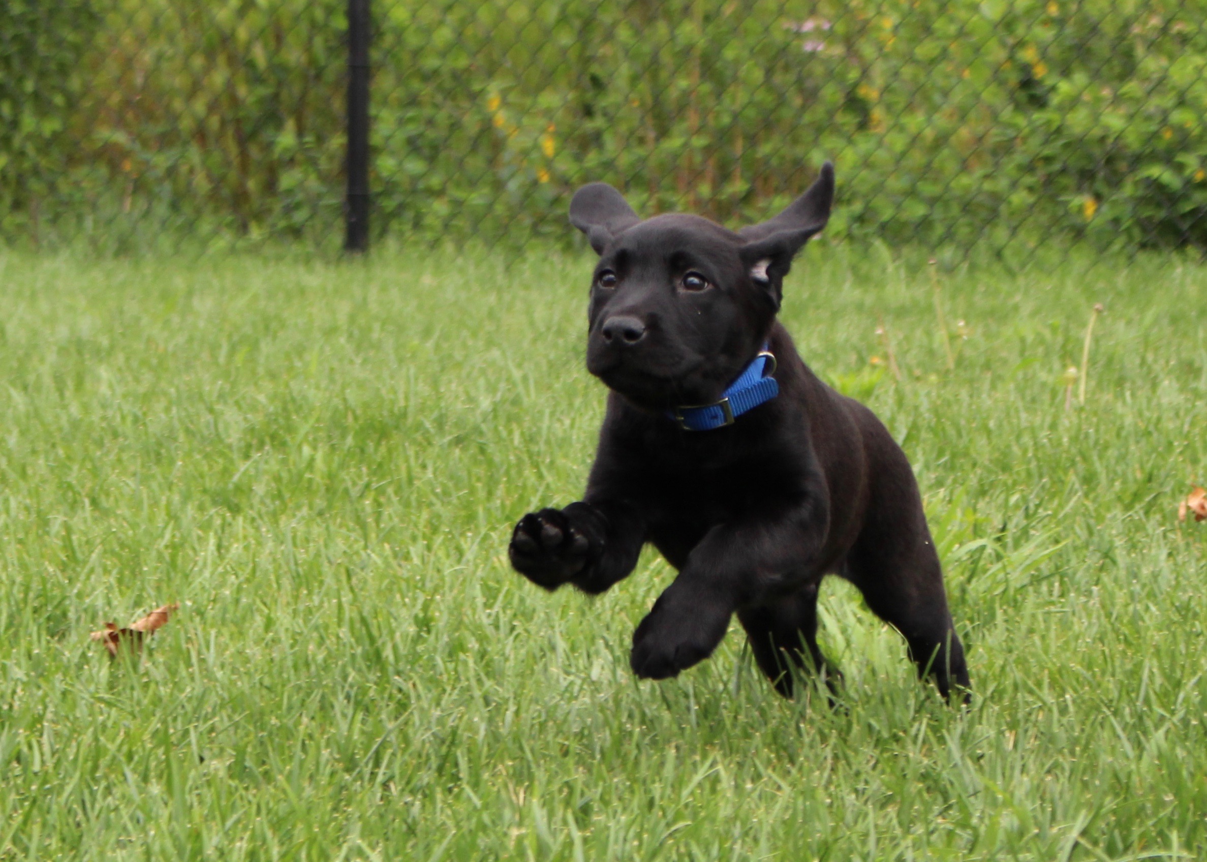 Puppy running through grass. 