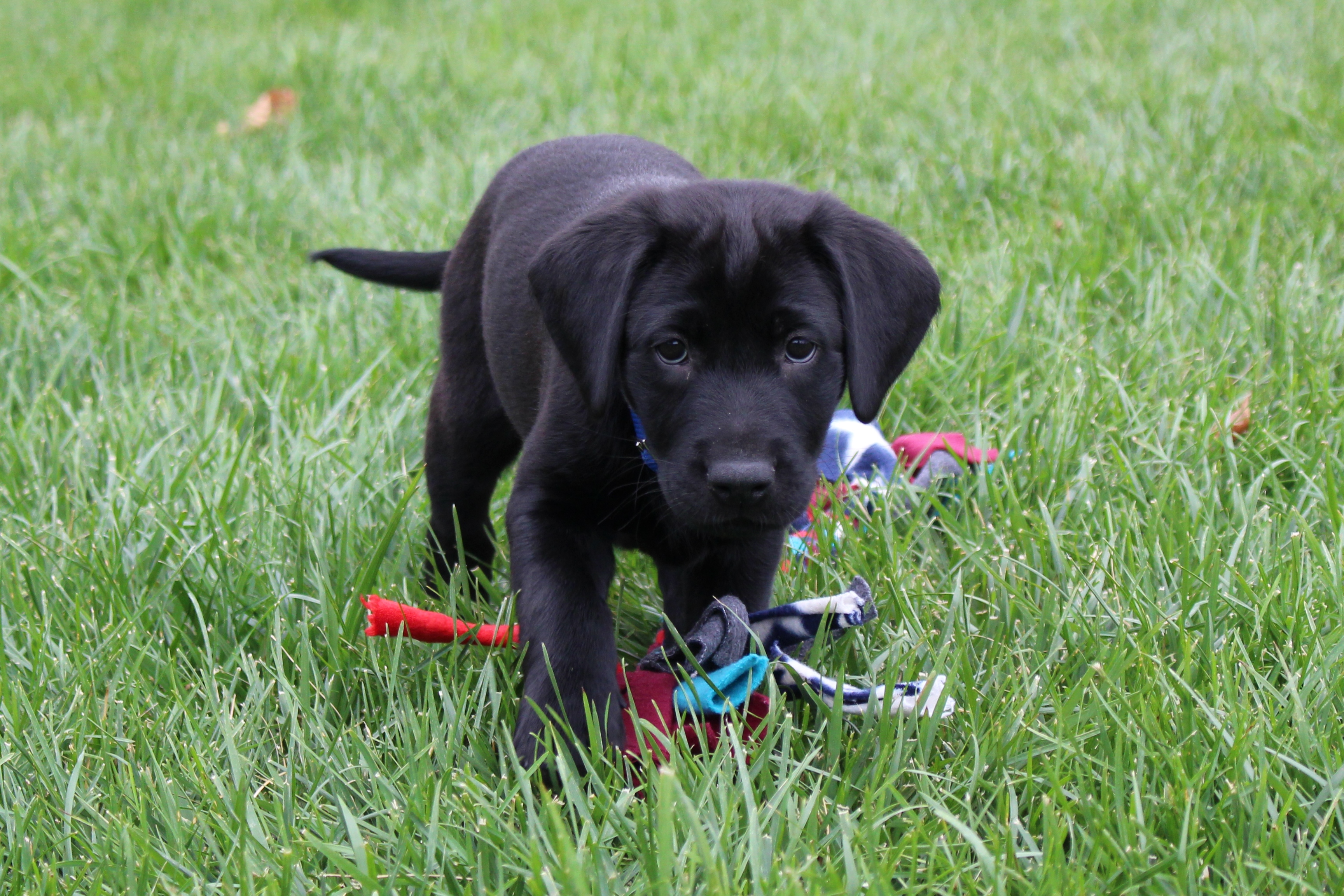Puppy with toy standing in grass. 