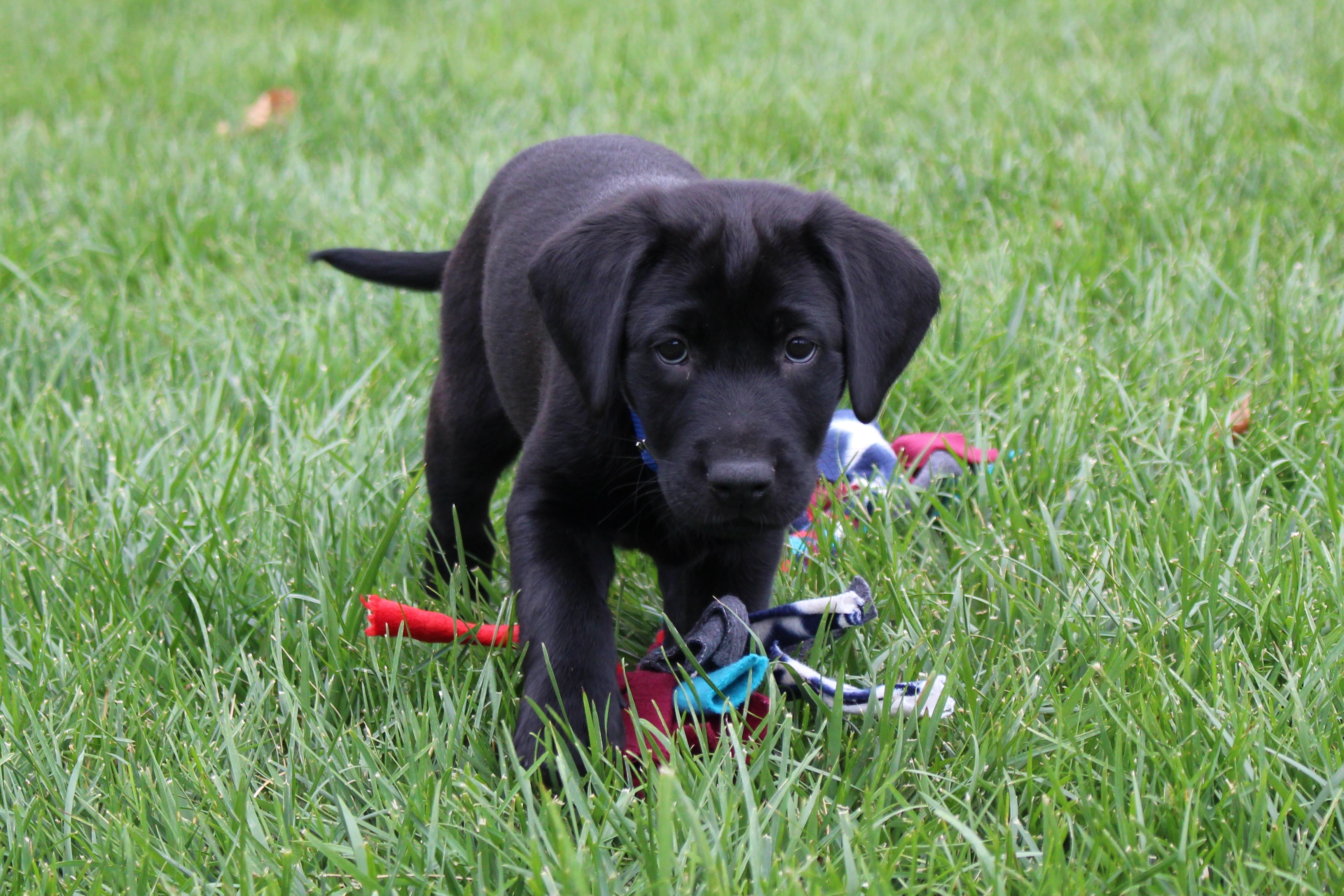 100th puppy | Penn Today