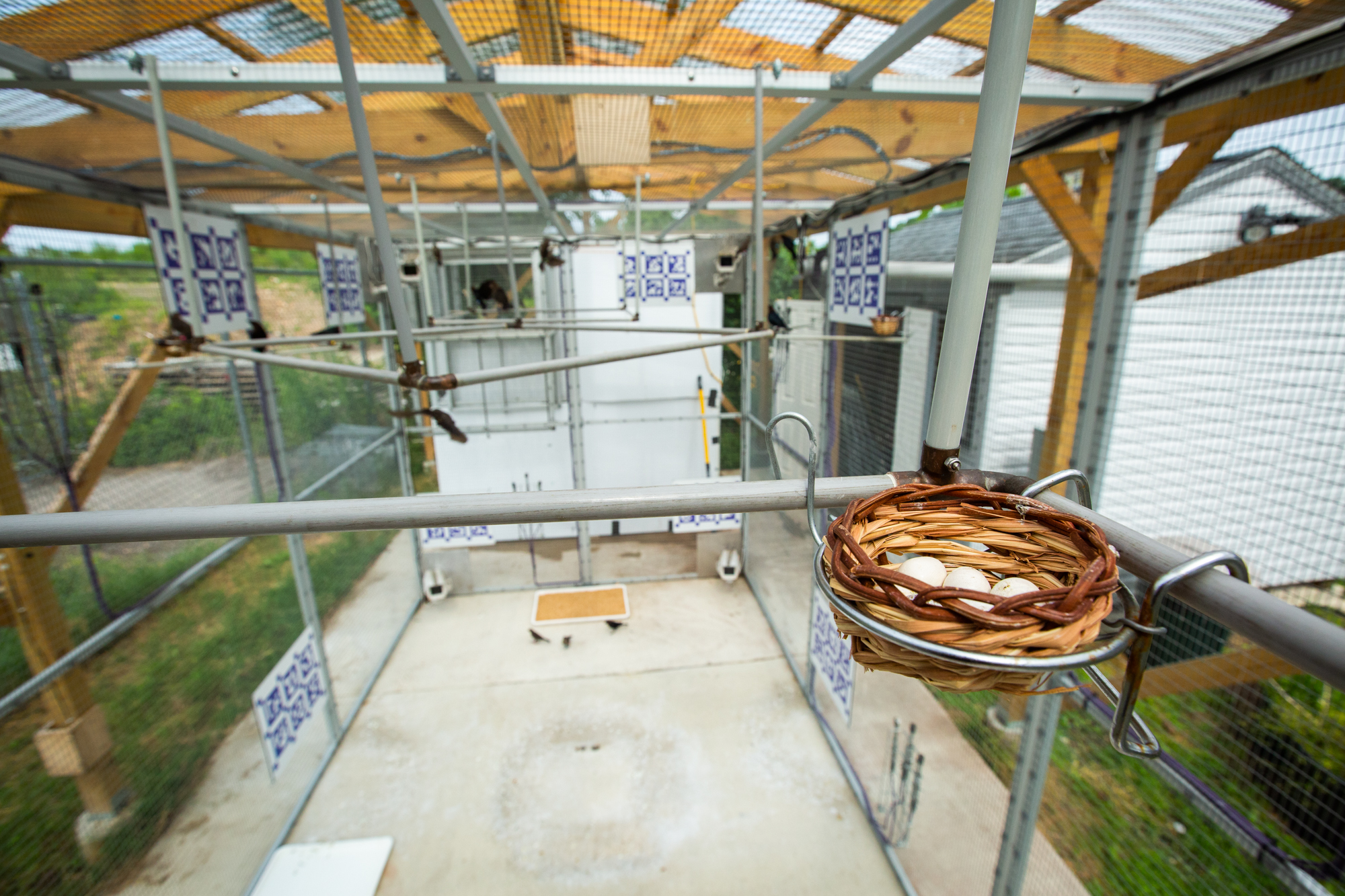 inside the smart aviary showing nests
