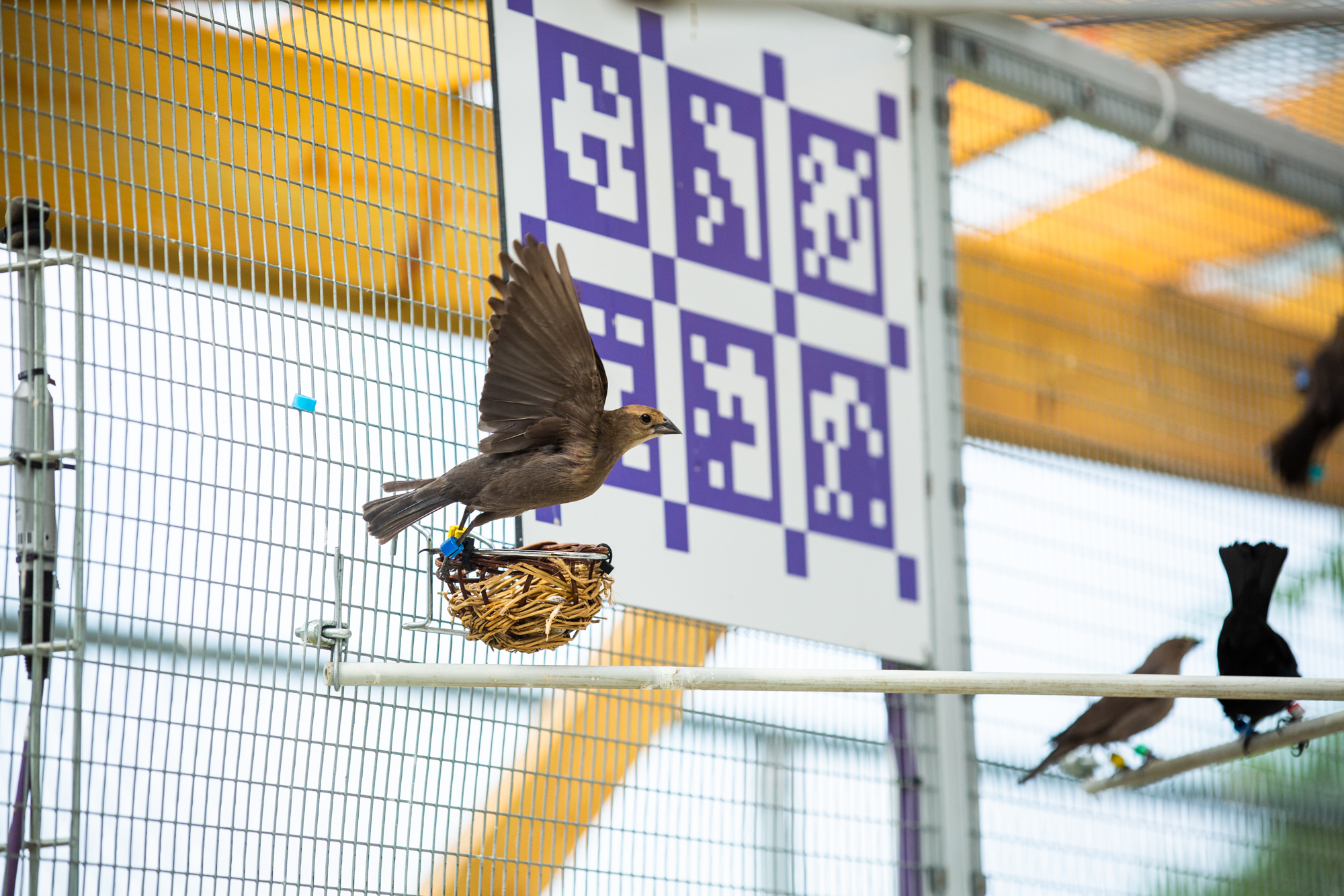 cowbird flying in the smart aviary