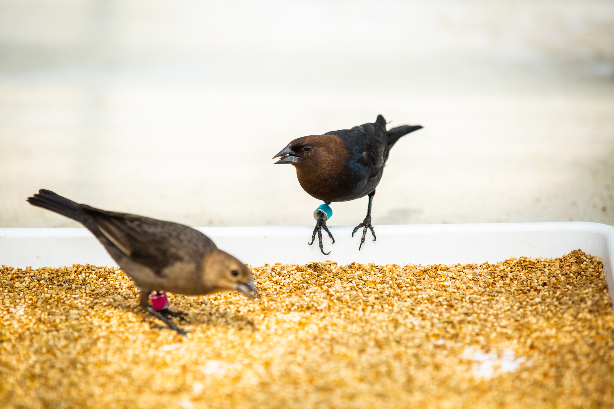cowbirds eating in the smart aviary