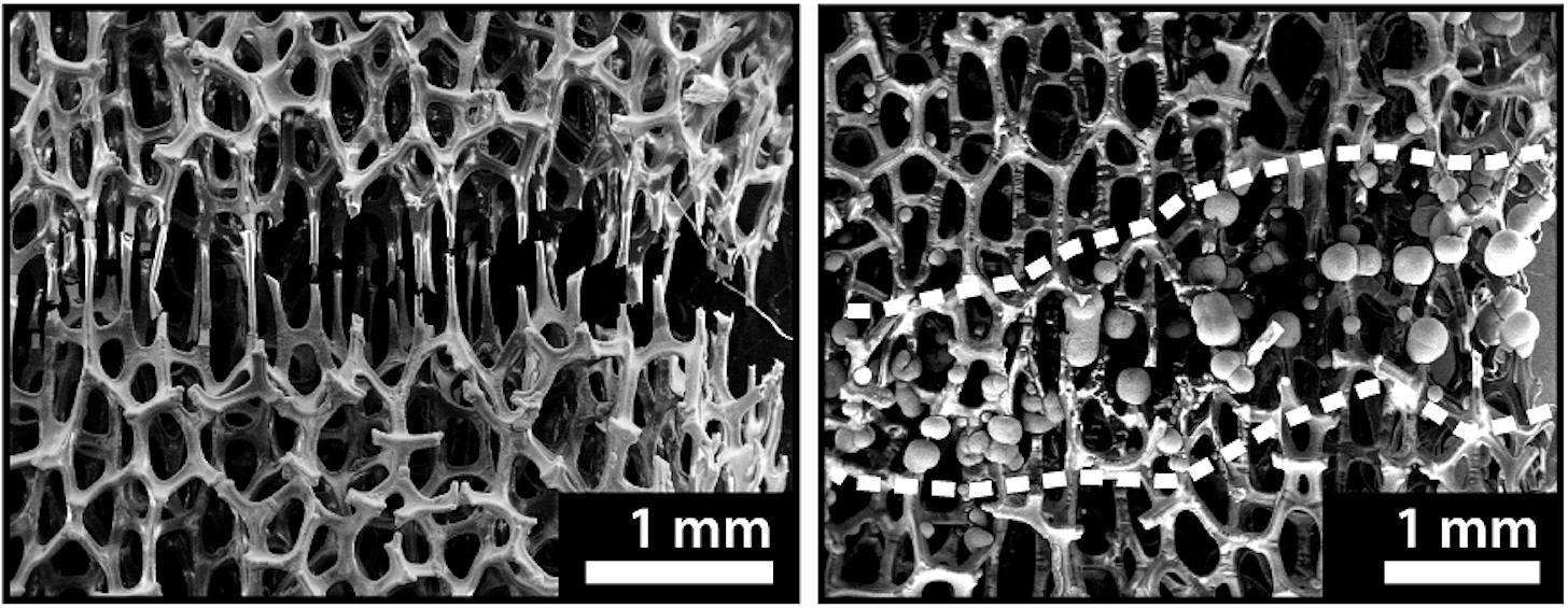 two side-by-side closeup images of metallic bone