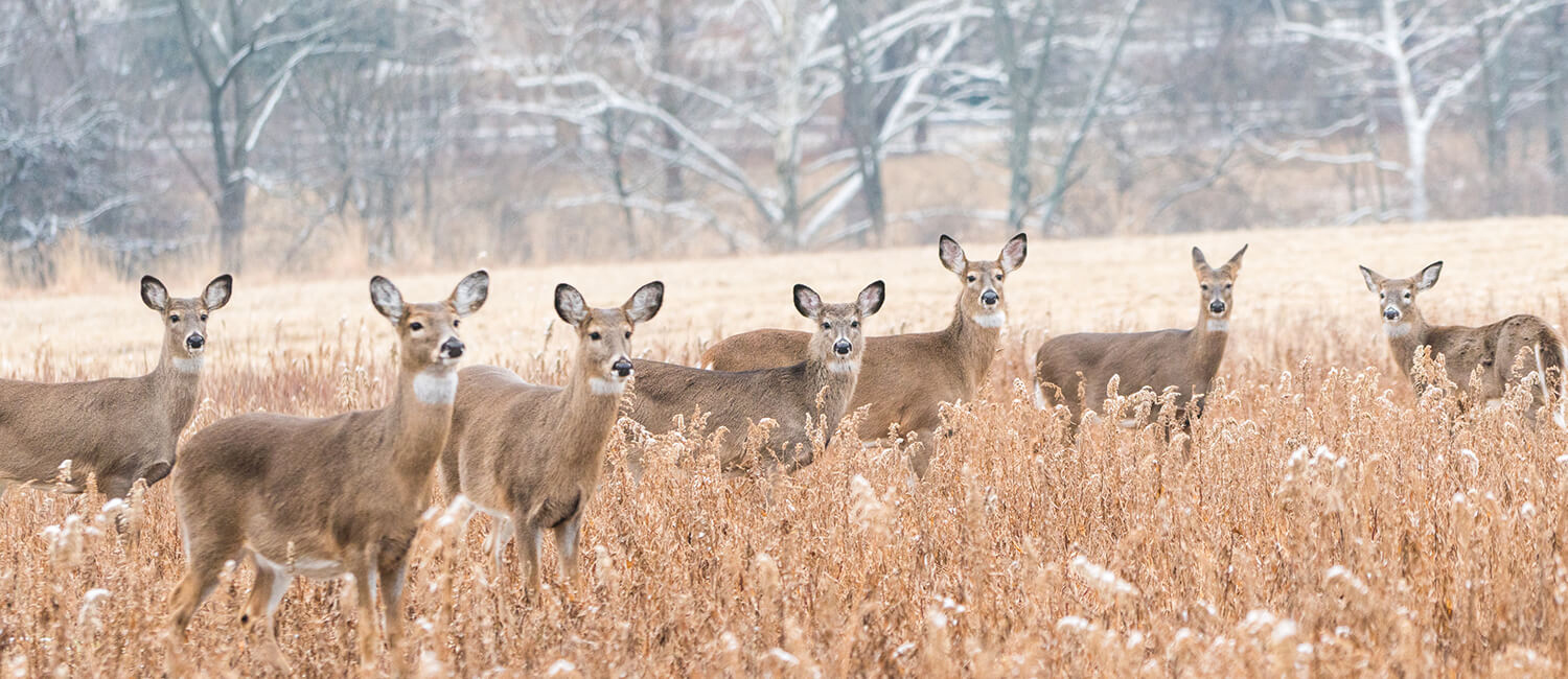 Six deer in a meadow