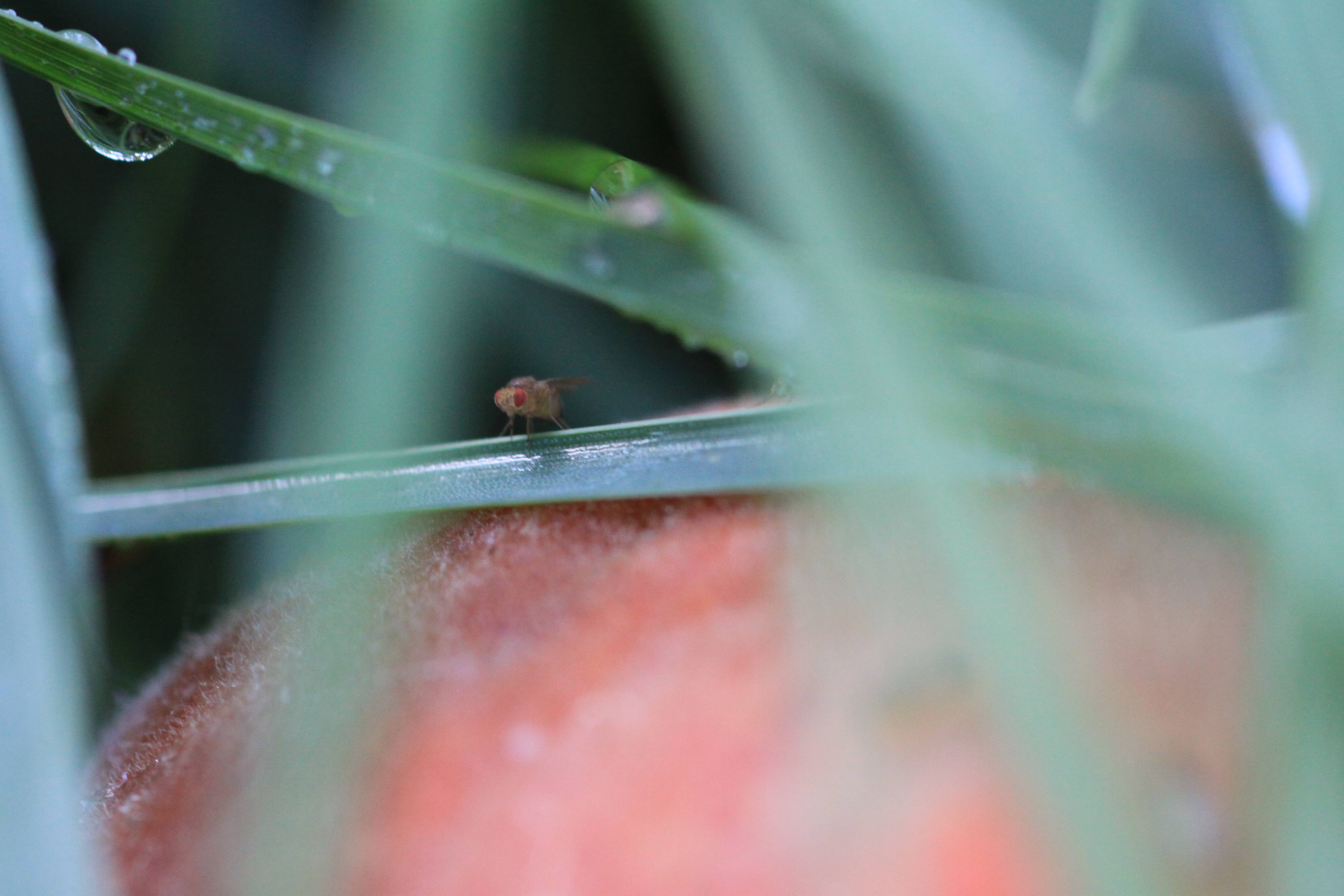 fruit fly perched on a piece of vegetation on top of a peach