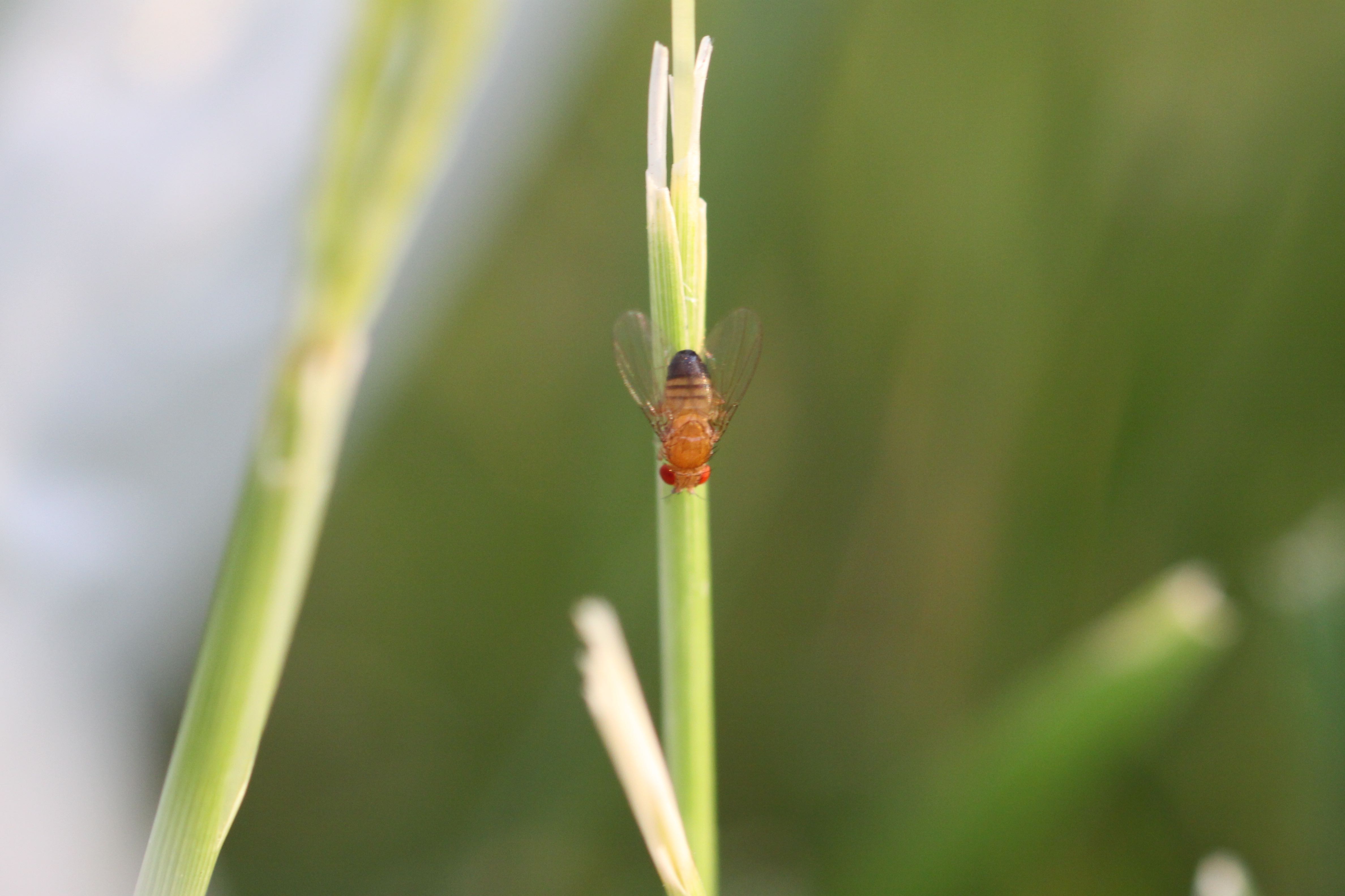 fruit fly close-up on a piece of vegetation