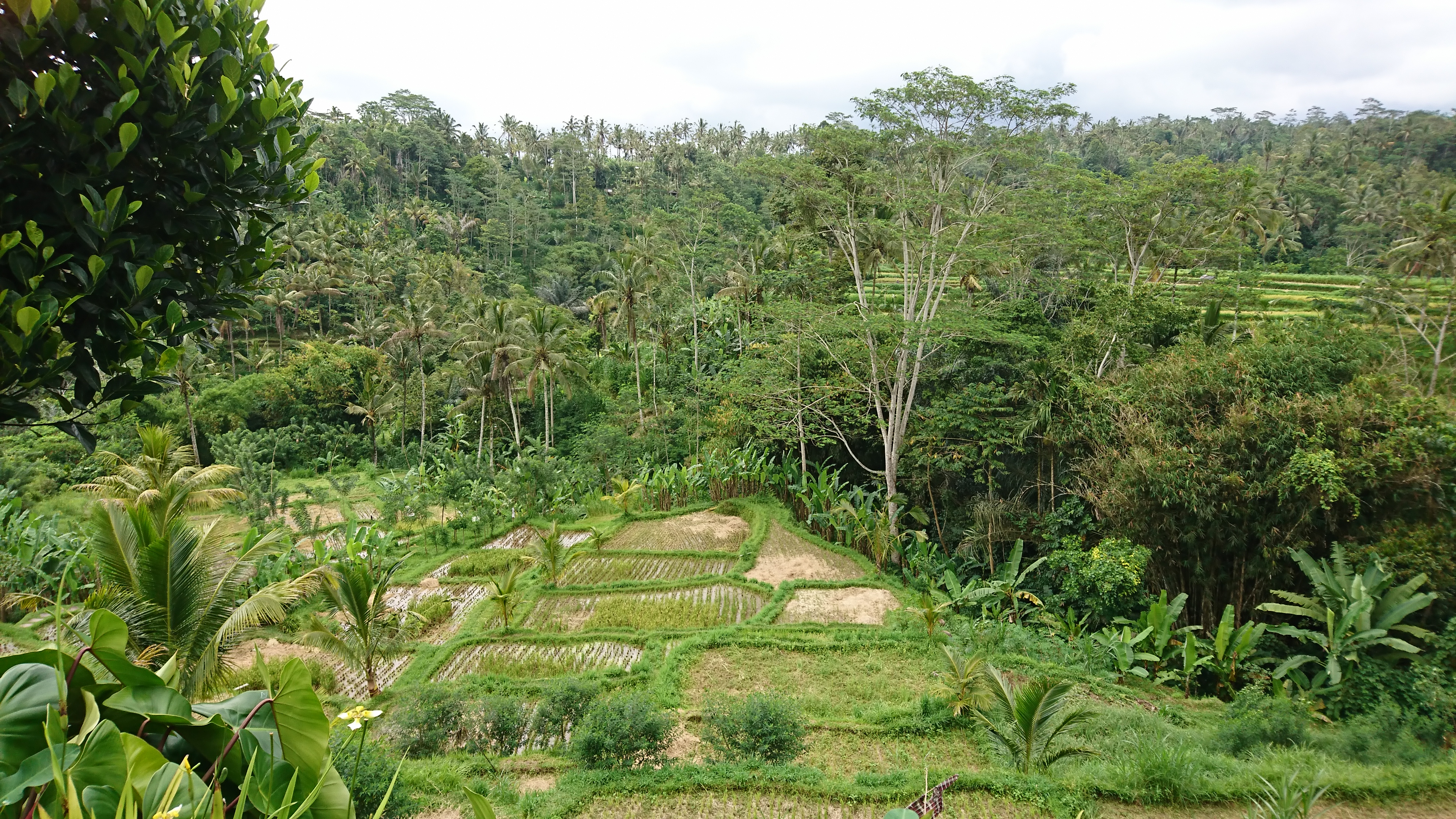 A rice terrace in Bali.