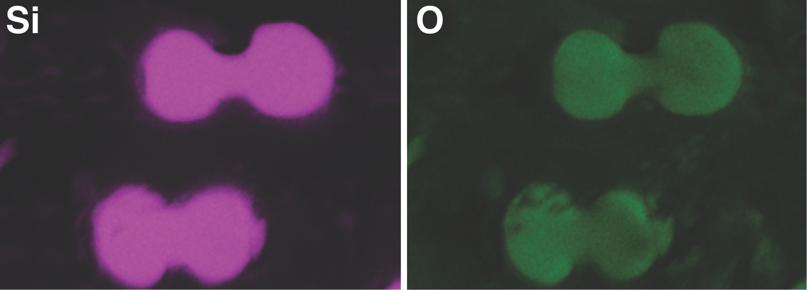 Fluorescent microscopic images show chemical structures called phytoliths composed of silicon, labeled Si and shown in pink, and oxygen, labeled O in green.