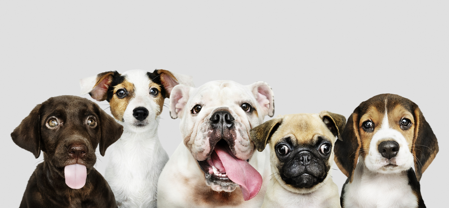 Row of six adorable and different dog breeds