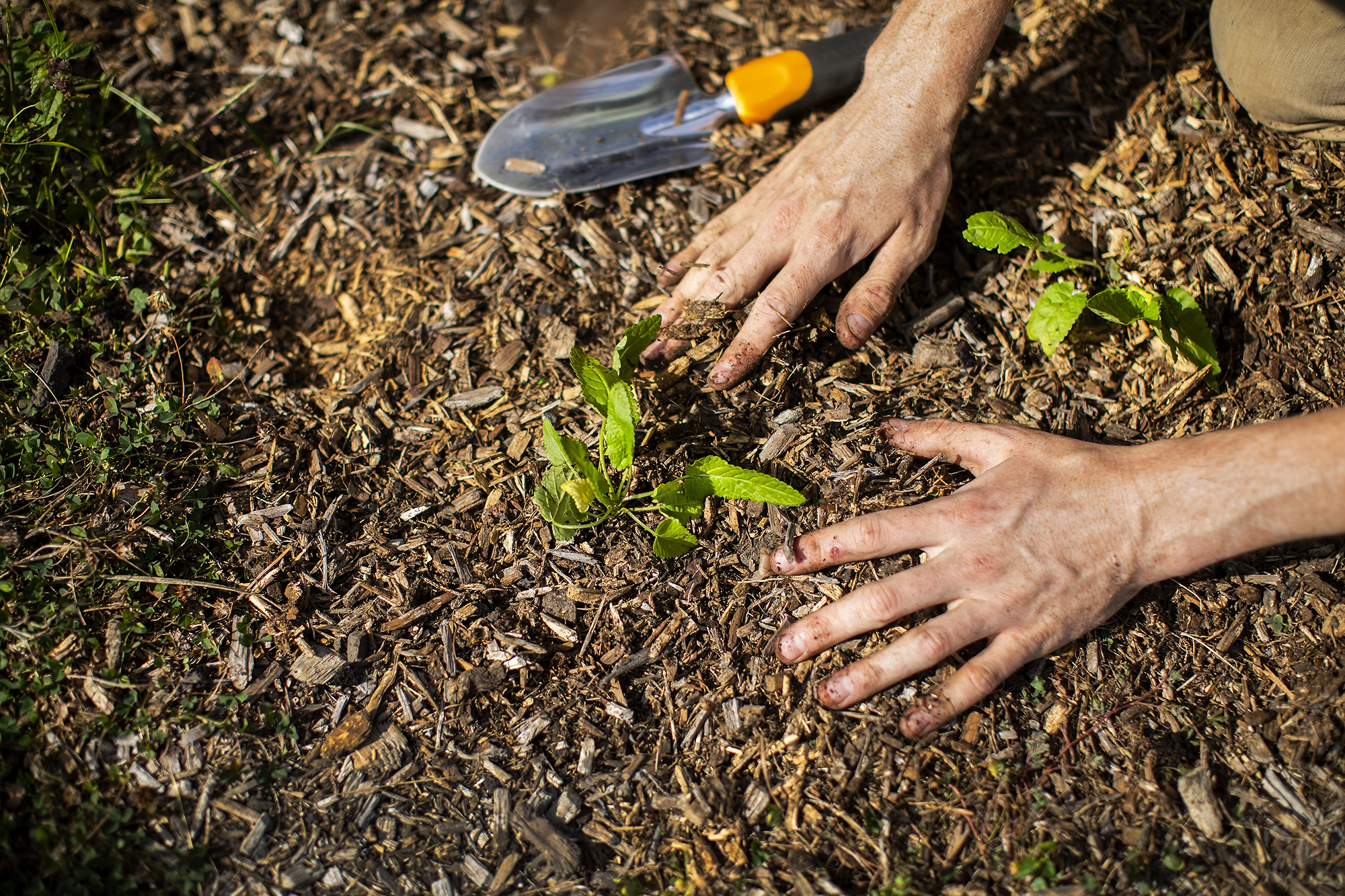 Close-up of hands firming a new planting into the soil