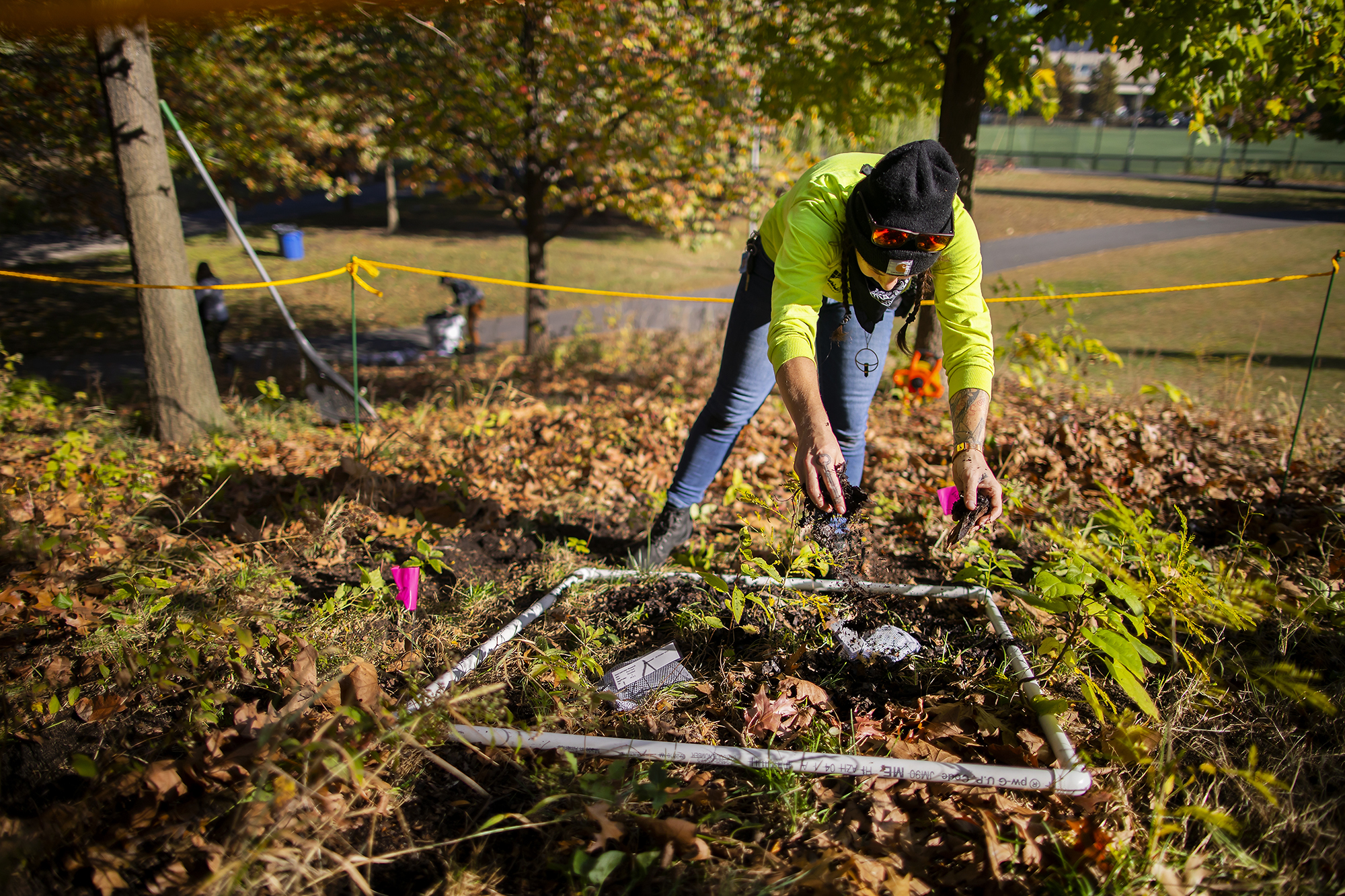 A researcher sprinkles shredded leaves over a plot of land as part of a study
