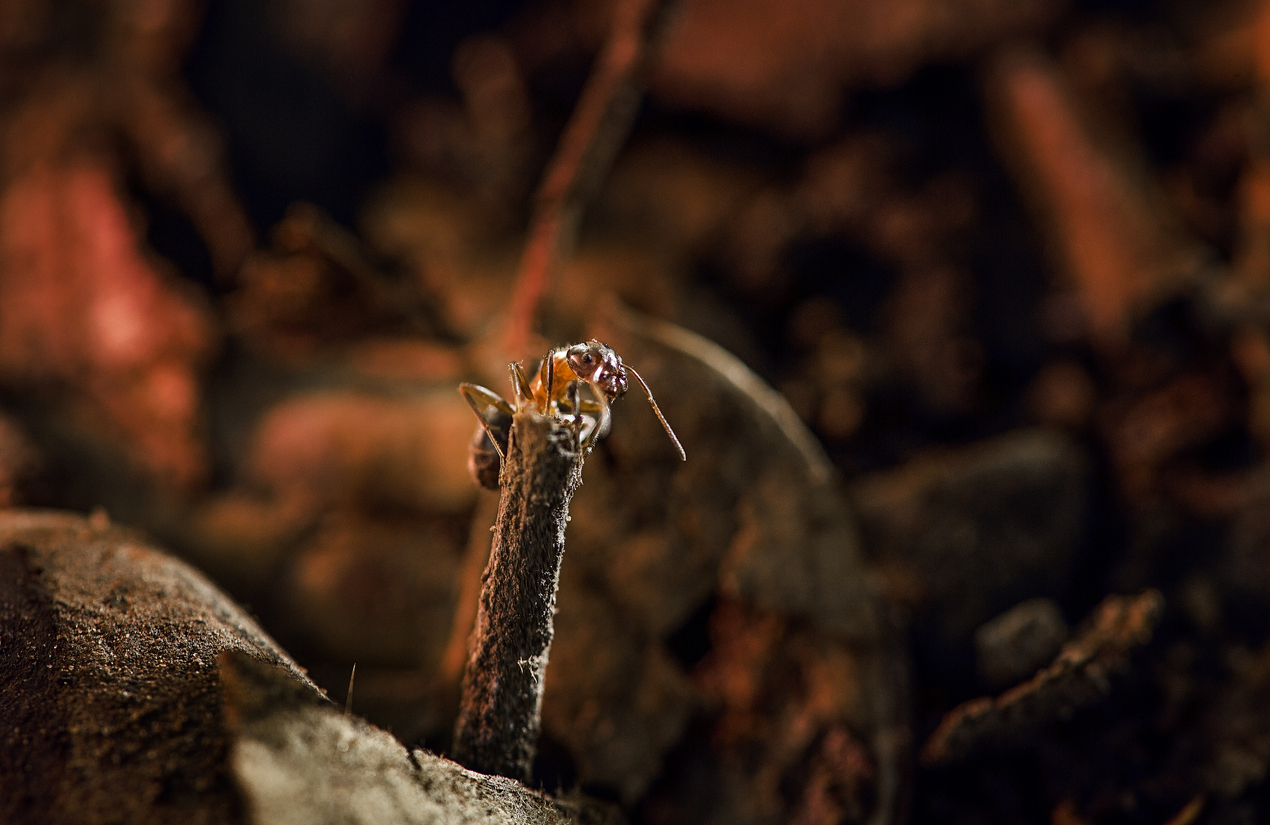 Cave ant soldier где находится