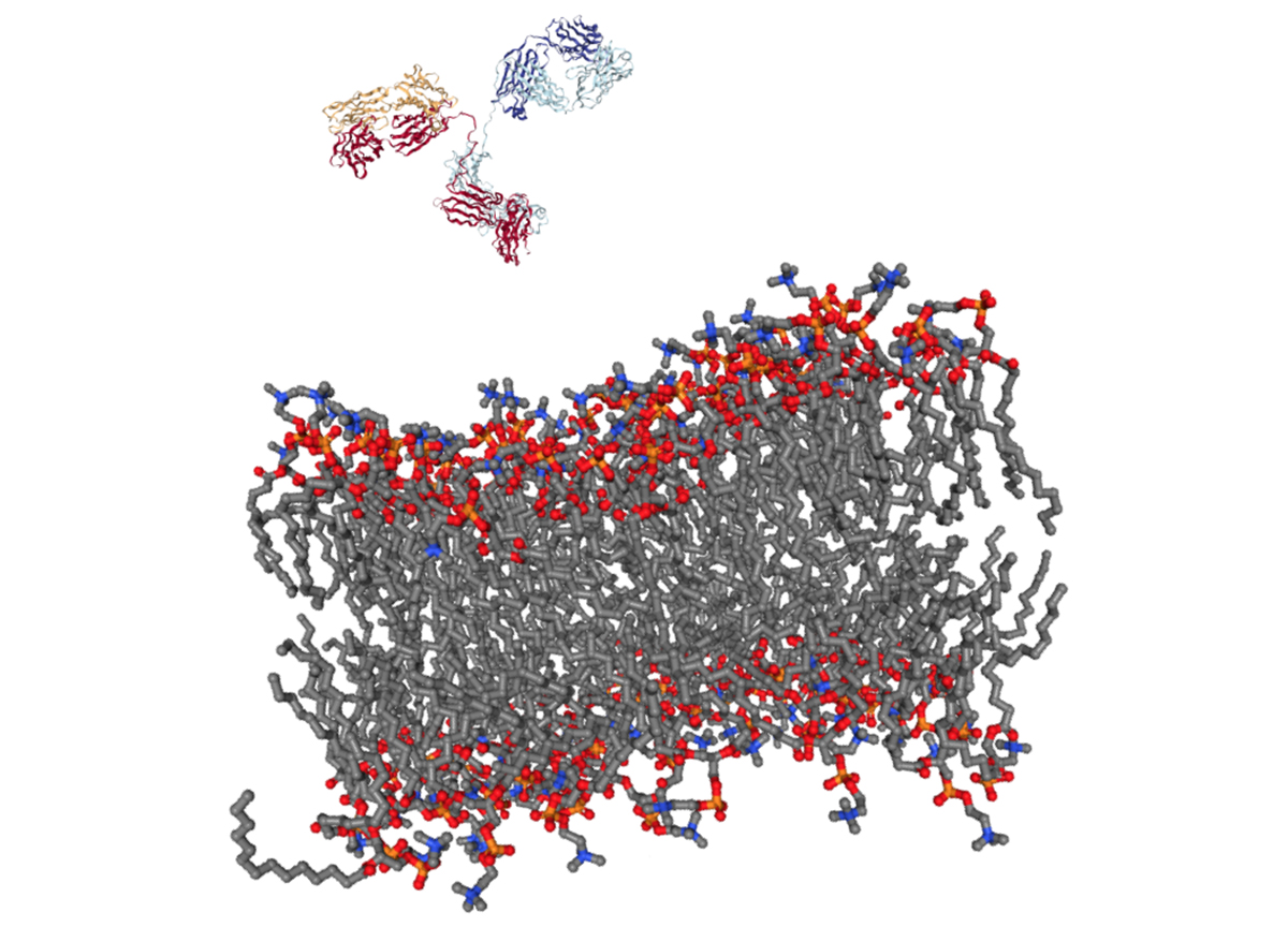 An easier way of sneaking antibodies into cells Penn Today