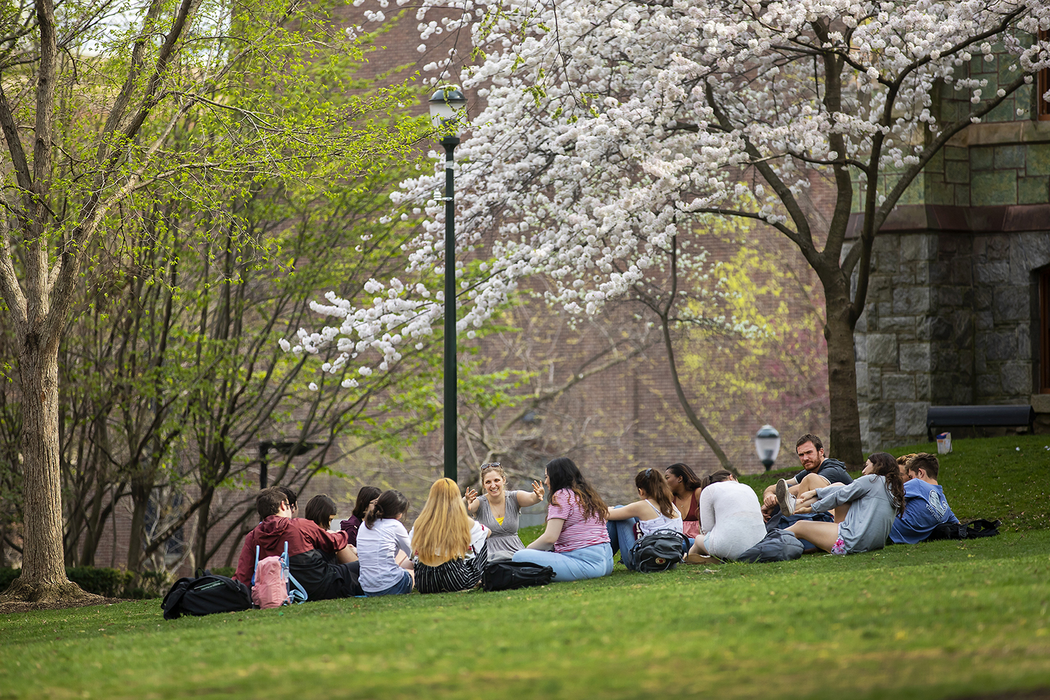 A group of students sit on the lawn under a cherry blossom tree on College Green.