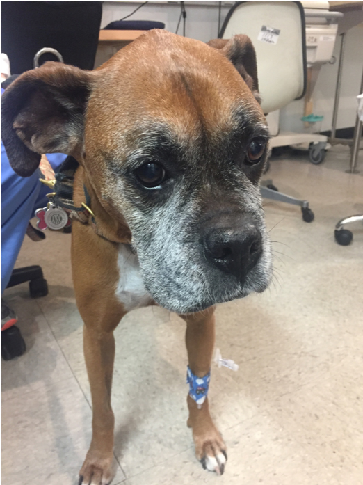 sophie the boxer after surgery