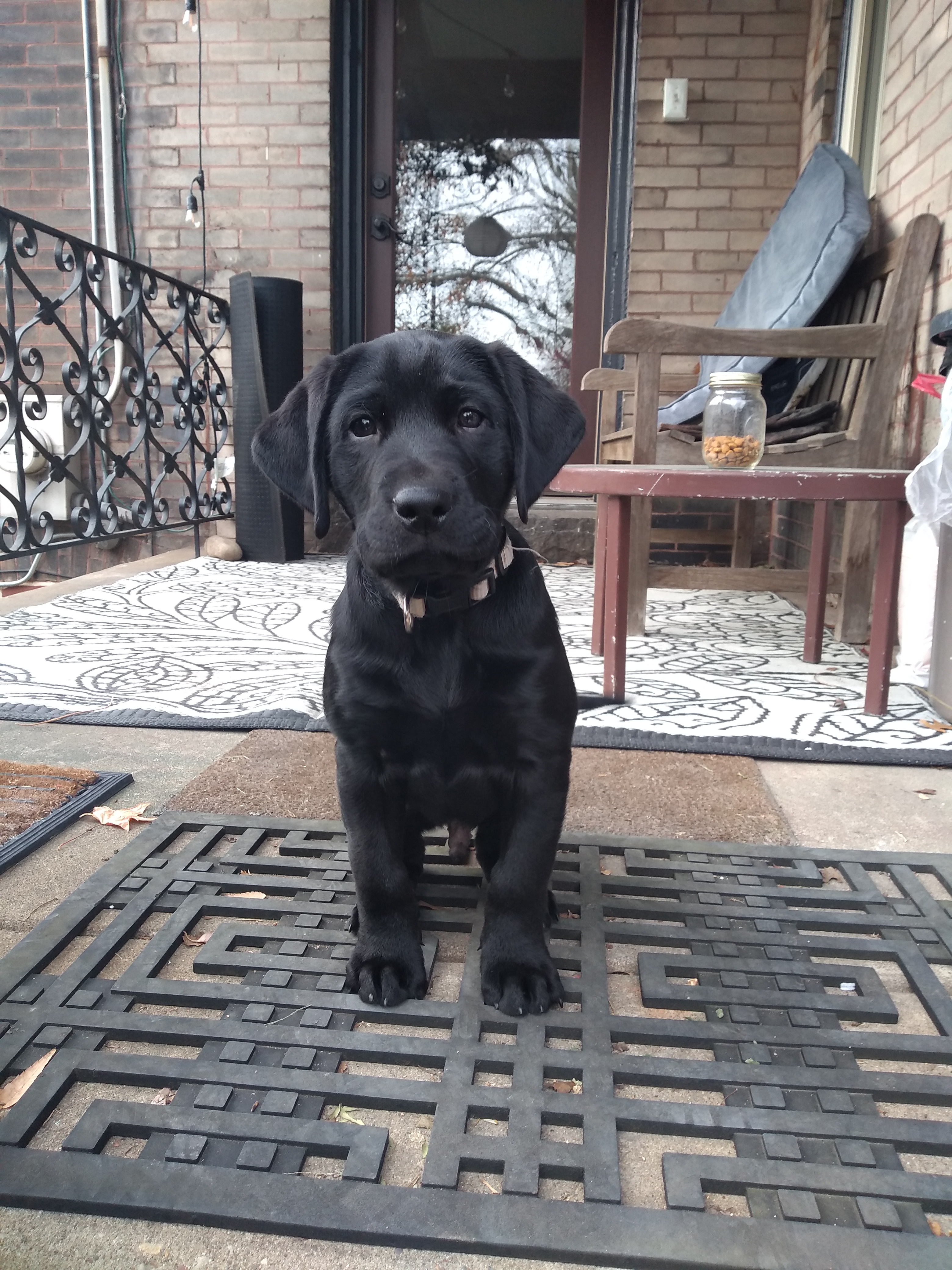 Black lab puppy training to be a working dog stands on on a porch
