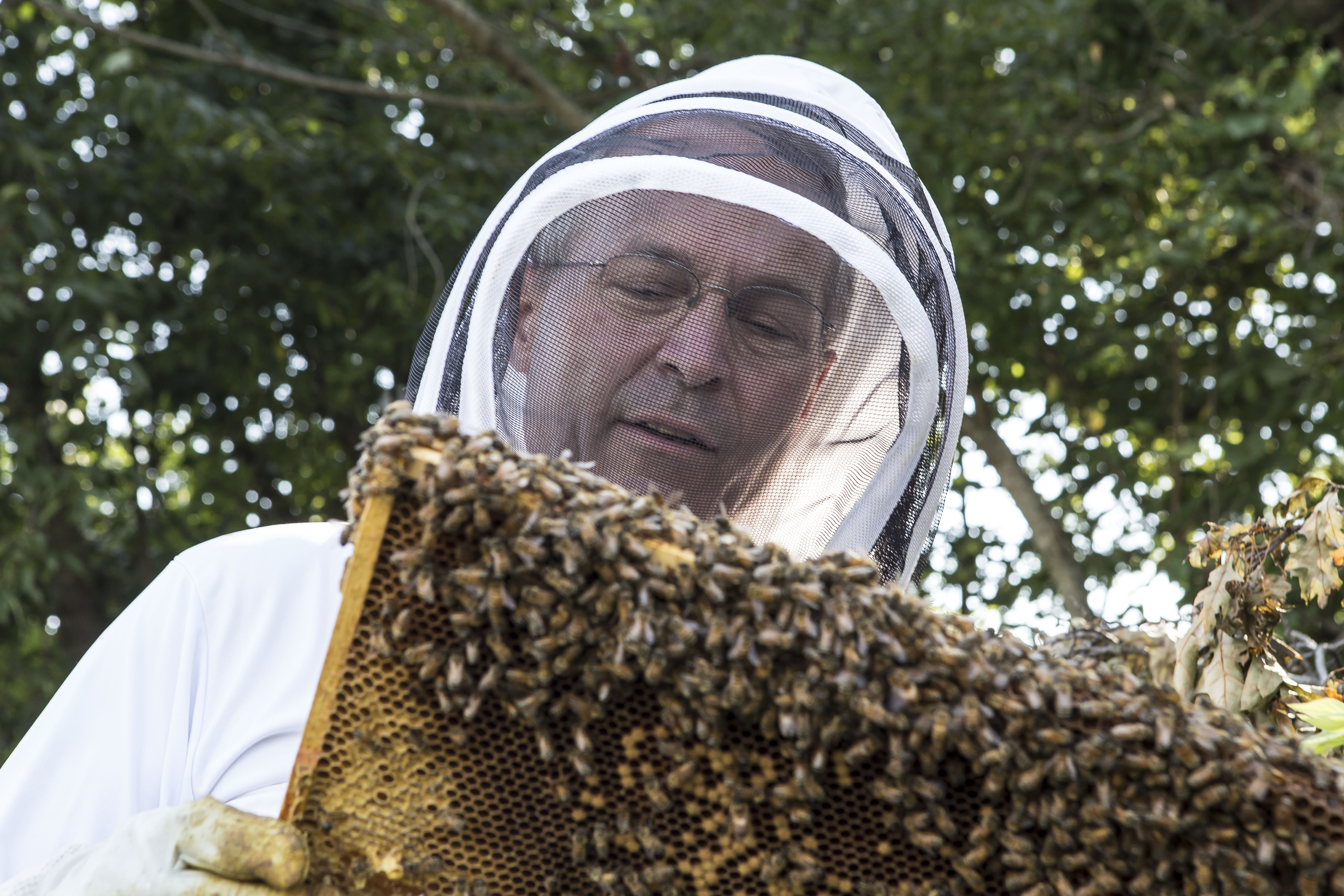 Person in a beekeeping suit holds a frame full of honeybees