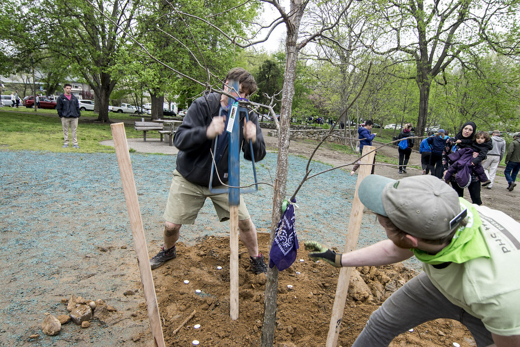 A person pounds in stakes to support a newly planted tree in an urban park in Philadelphia