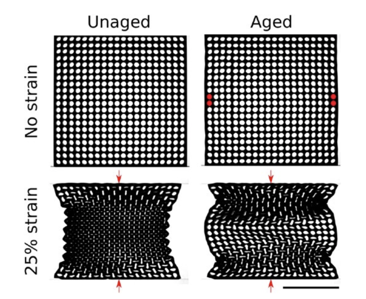 a diagram showing two squares with repeating circle patterns on the top layer, marked as no strain. below is the result of 25% strain, with two red arrows showing stress points on the center line on the top and bottom of each square. the square on the left, unaged, bows inwardly under pressure, while the squares on the right, aged, bow outwardly under pressure