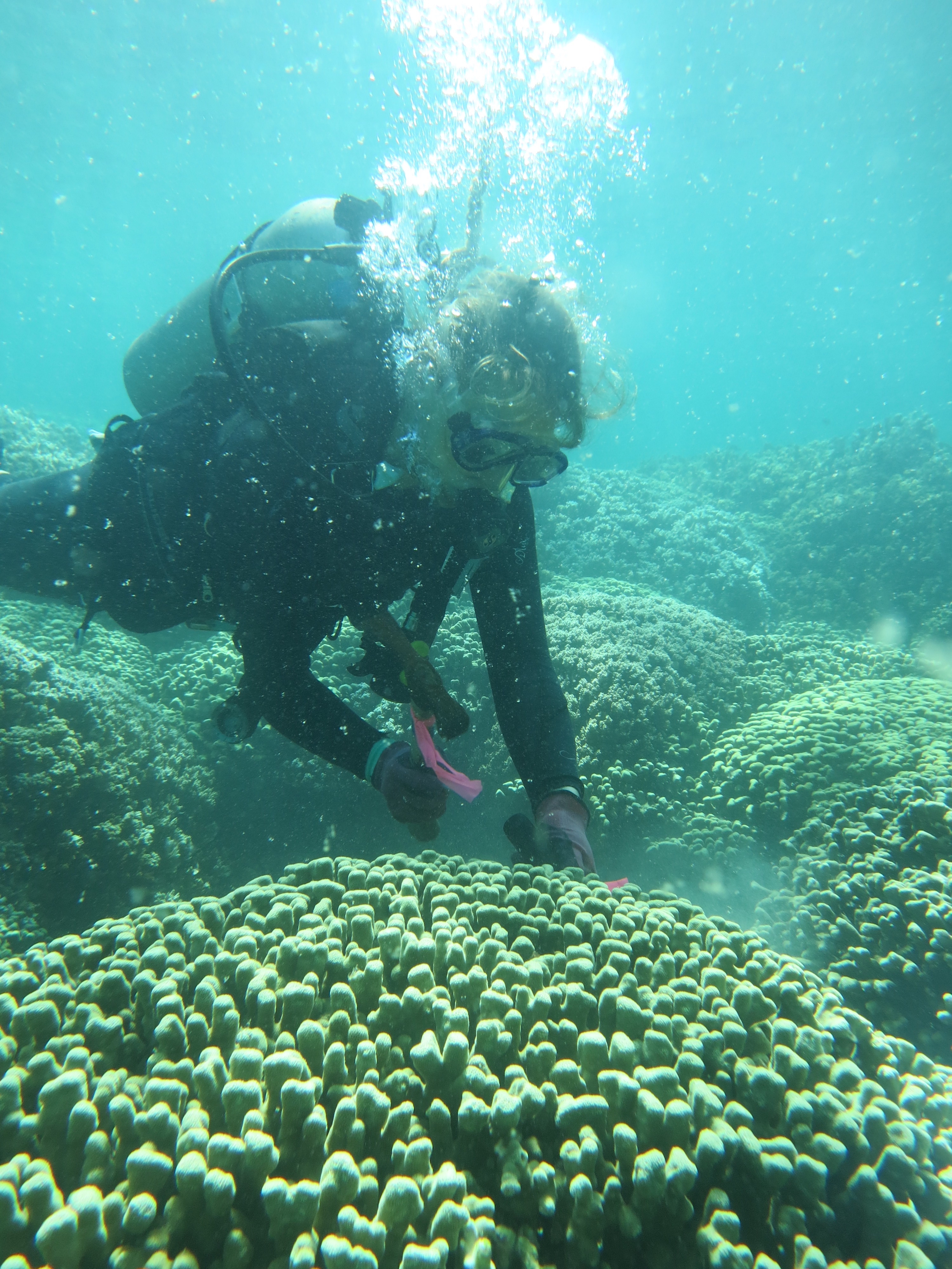Marine biologist Katie Barott scuba dives to collect coral 