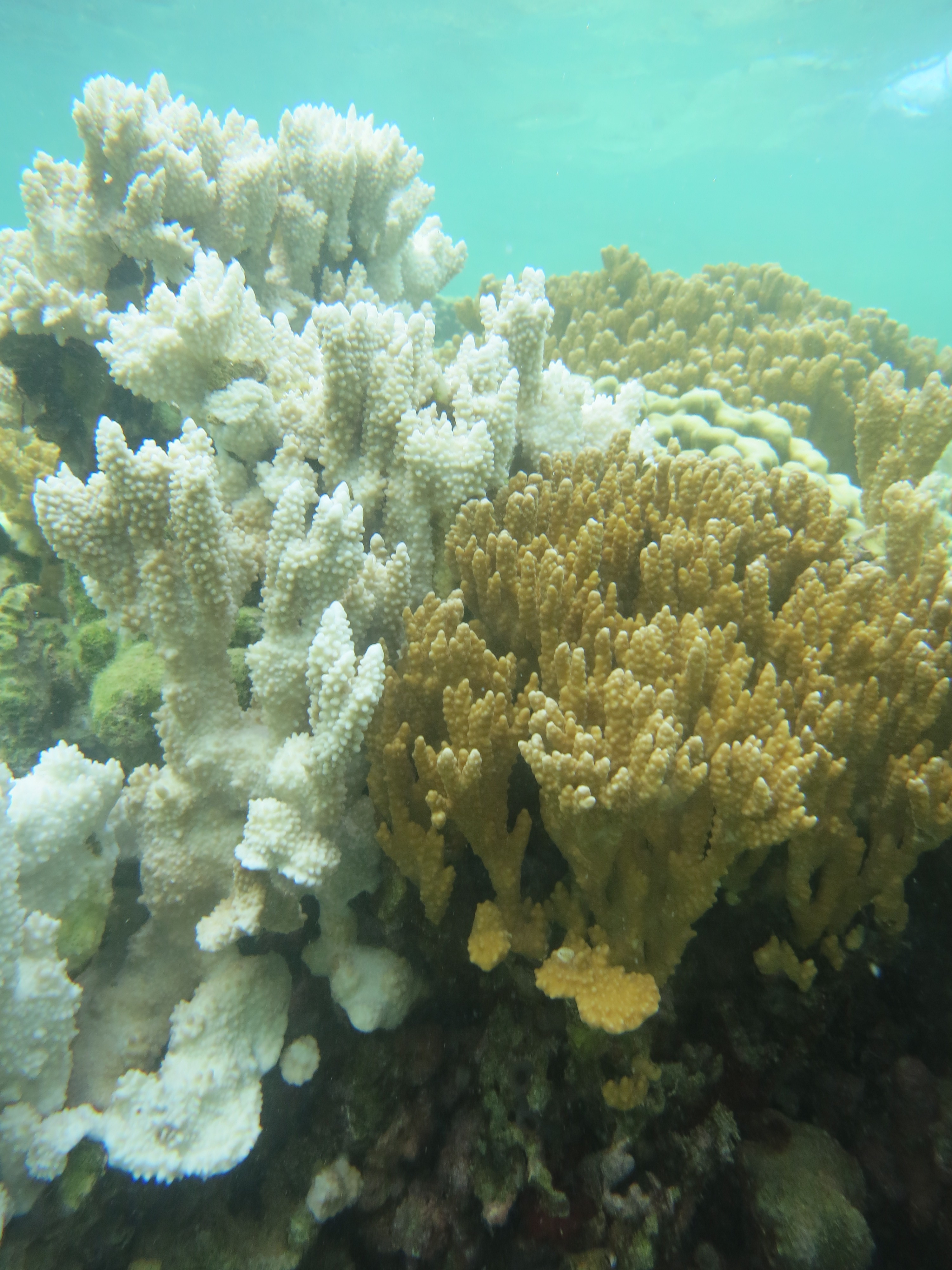 Coral reef in Hawaii where some corals are bleached white and others are brown