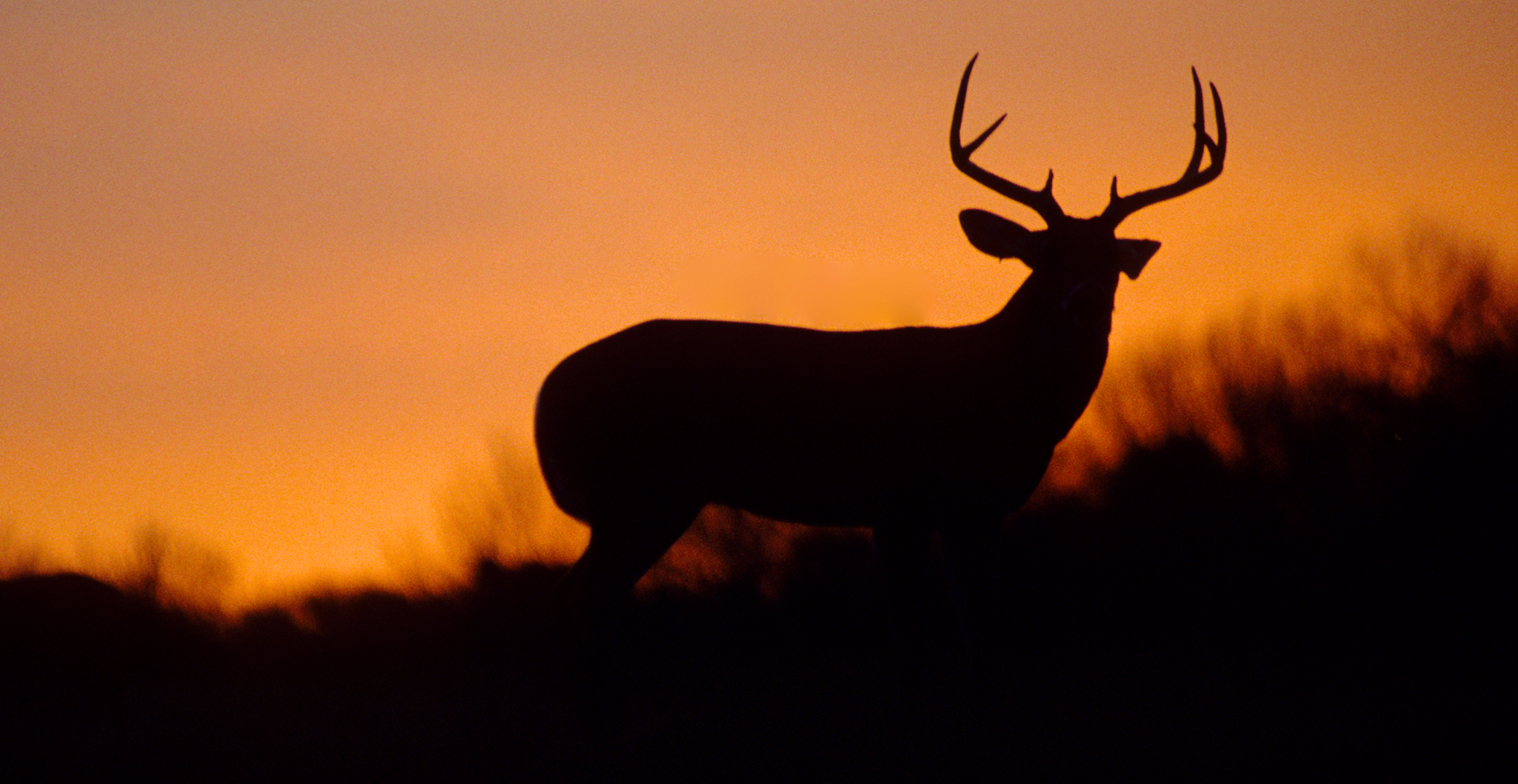 deer silhouette at sunset