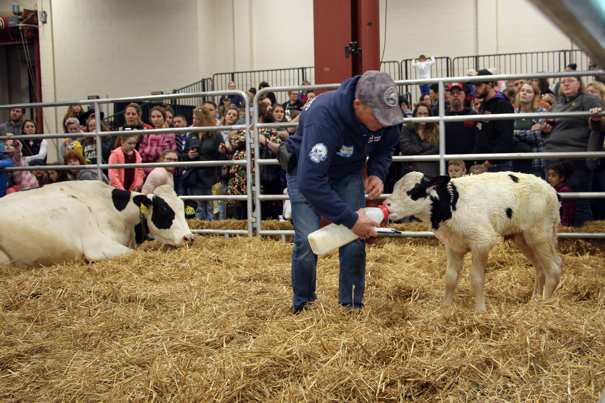 farm show feeding milk to new calf