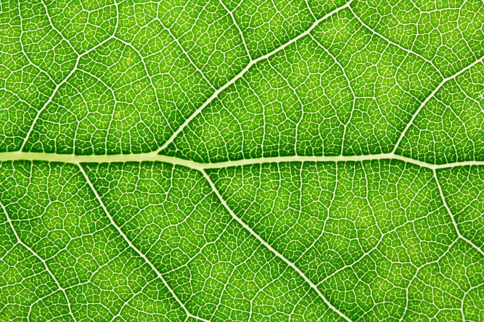 a close up image of a leaf with the main vessels and branches visible