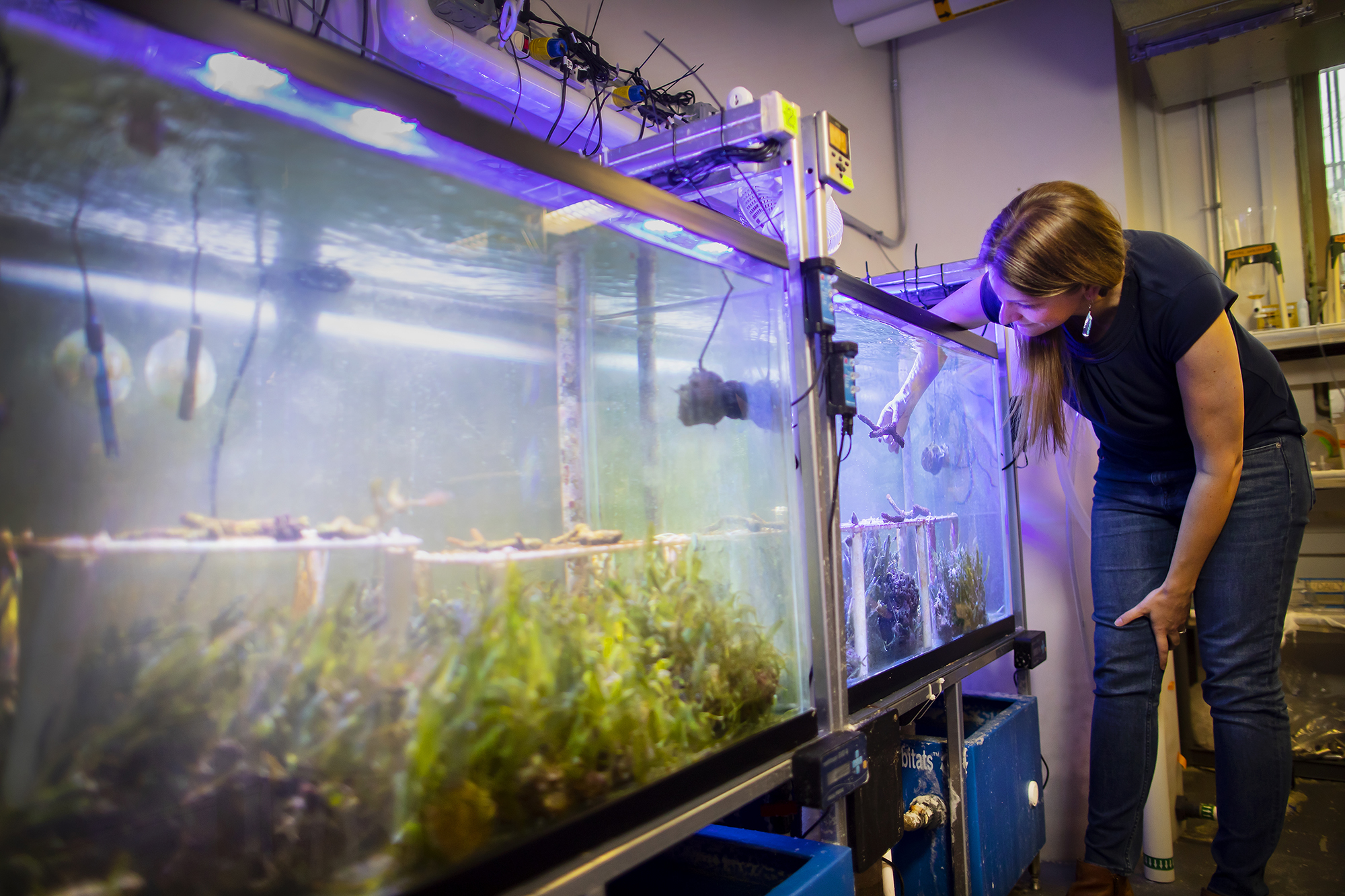 Marine biologist Katie Barott examines coral in large aquarium tanks in a lab