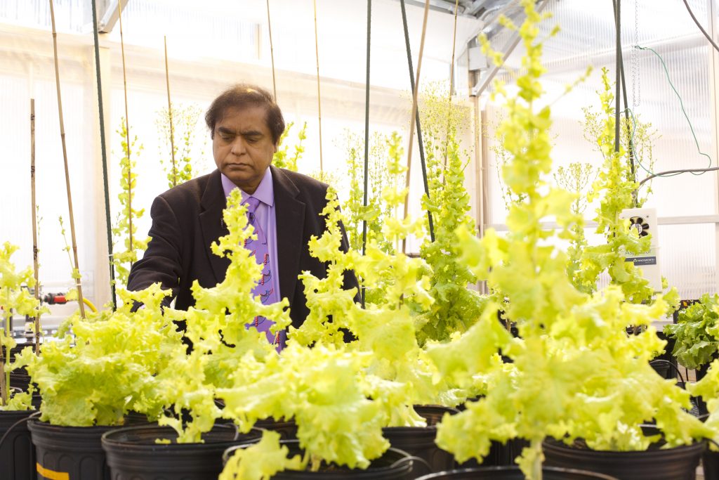 Scientist looks at lettuce plants growing in pots in a greenhouse