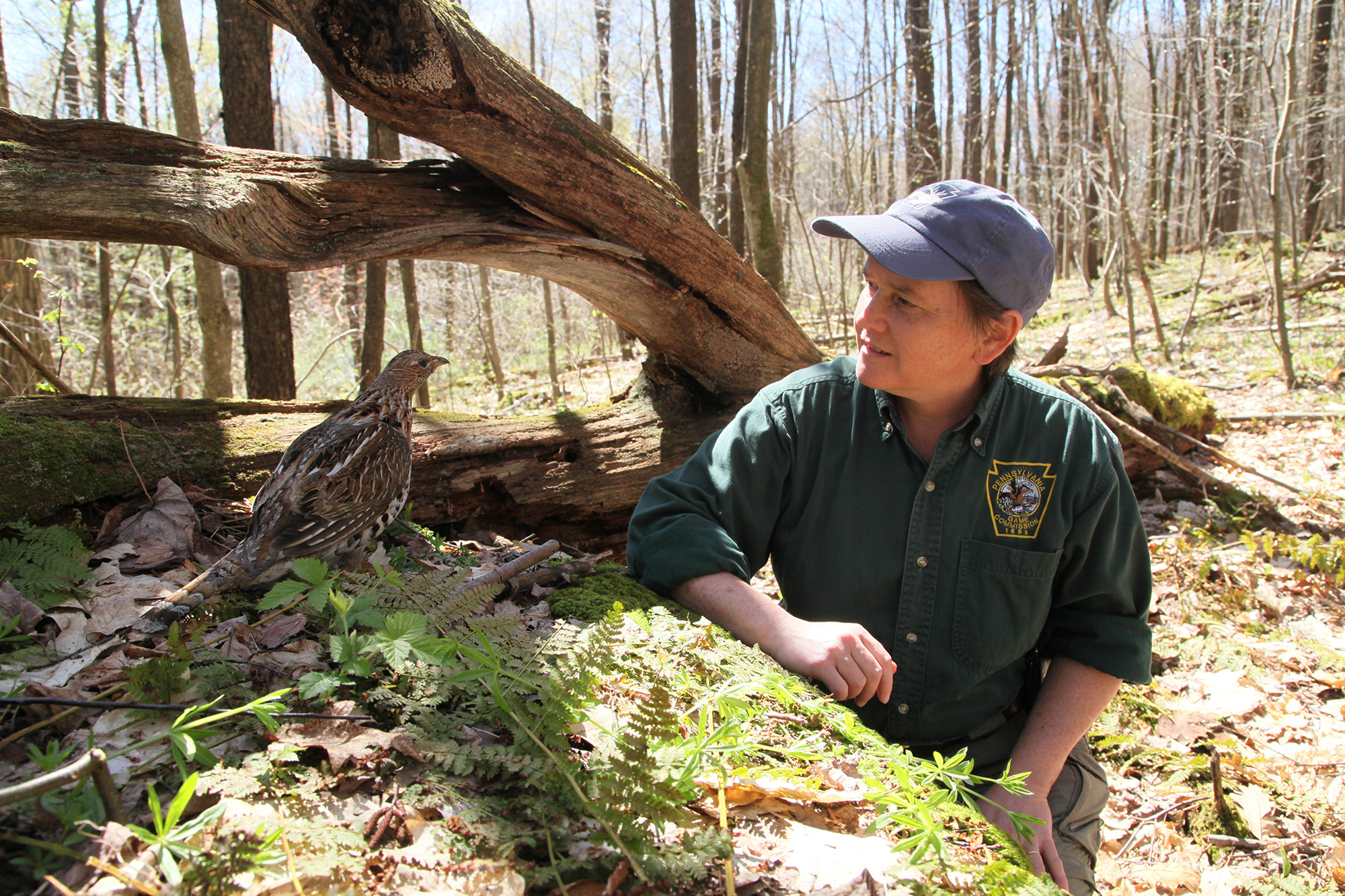 Ruffed grouse in nature
