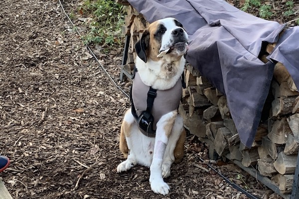 St. Bernard dog with three legs sits outside near a pile of firewood
