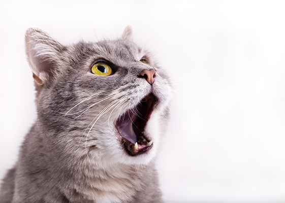 closeup of cat with mouth open wide