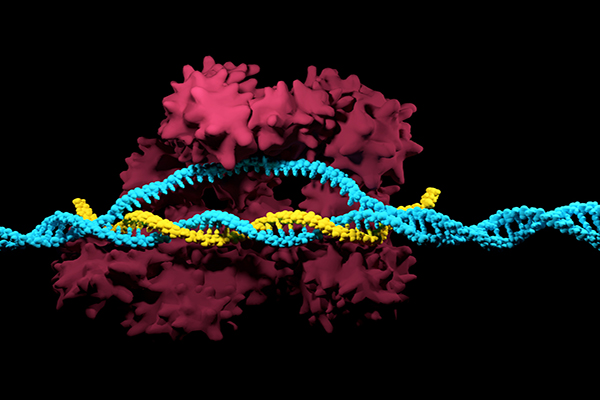 rendering of DNA sequence and cells as part of gene editing from CRISPR cas9