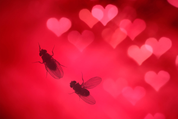 Two fruit flies on surface decorated with small hearts