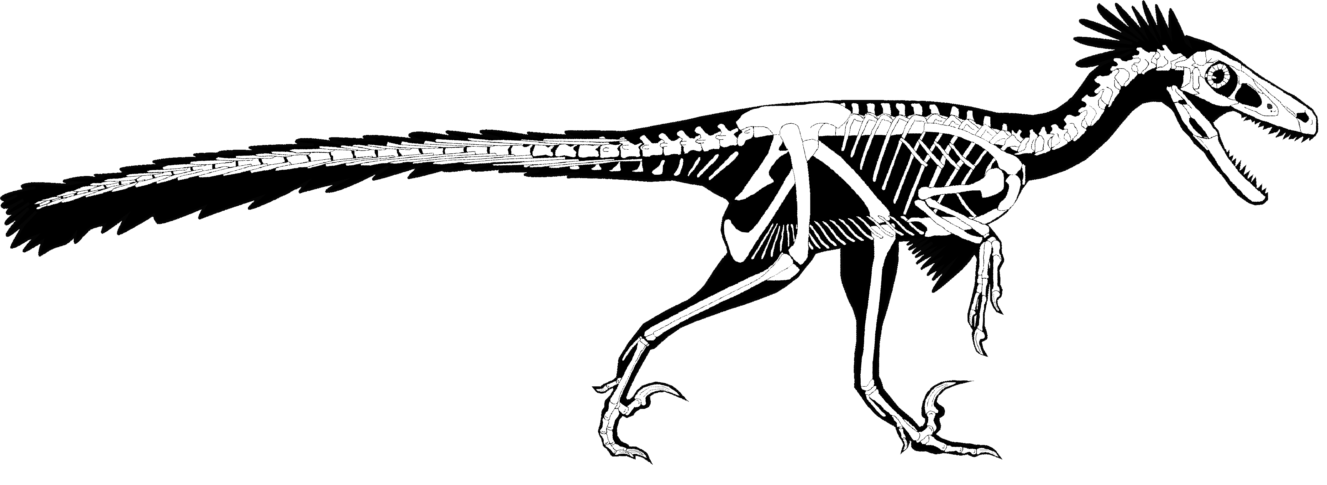 silhouette and outline of a bipedal dinosaur