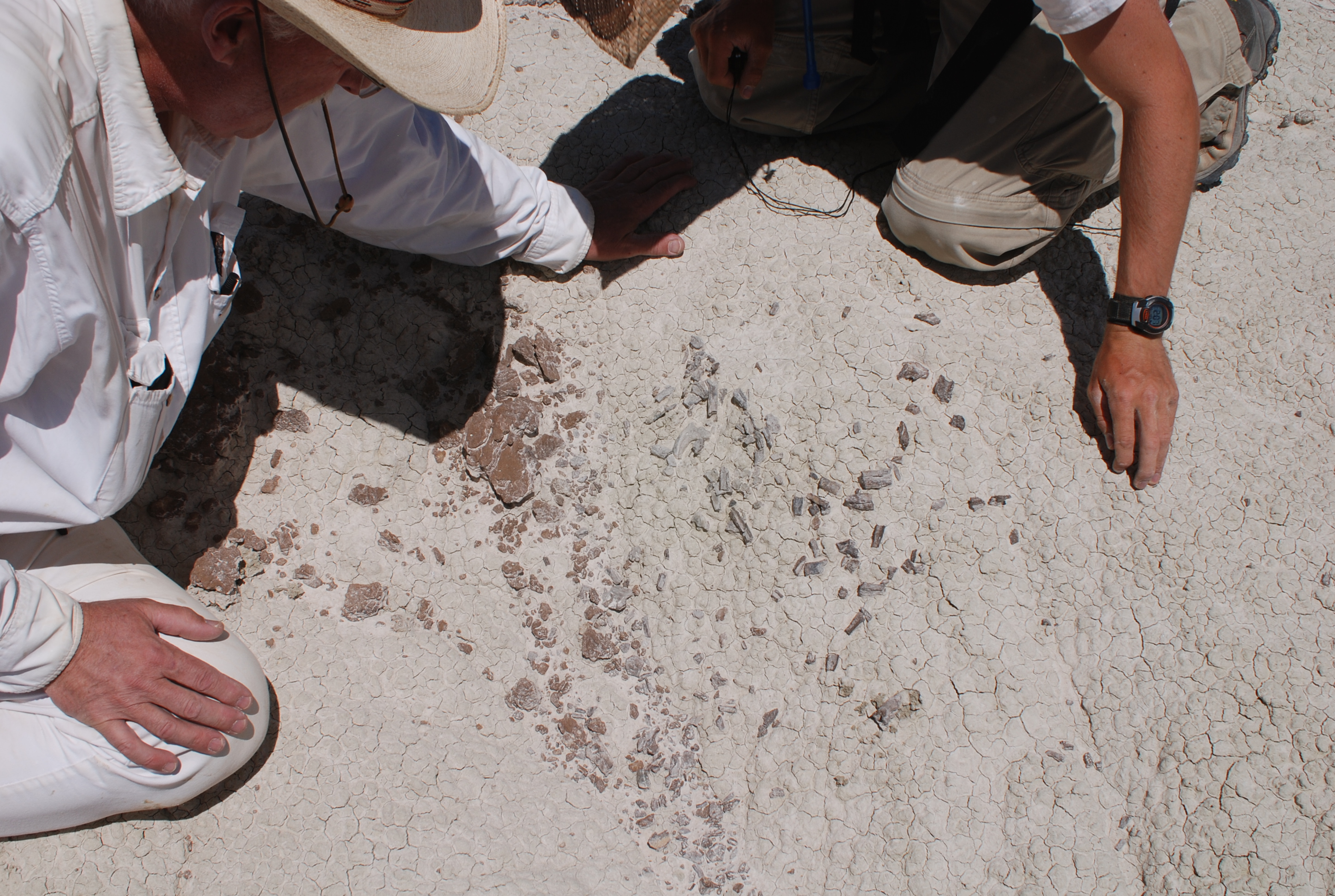 Two scientists observe portions of a fossil embedded in dirt and rock