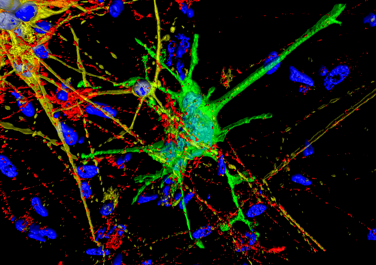 colorful rendering of different brain cells in blue, green, and red