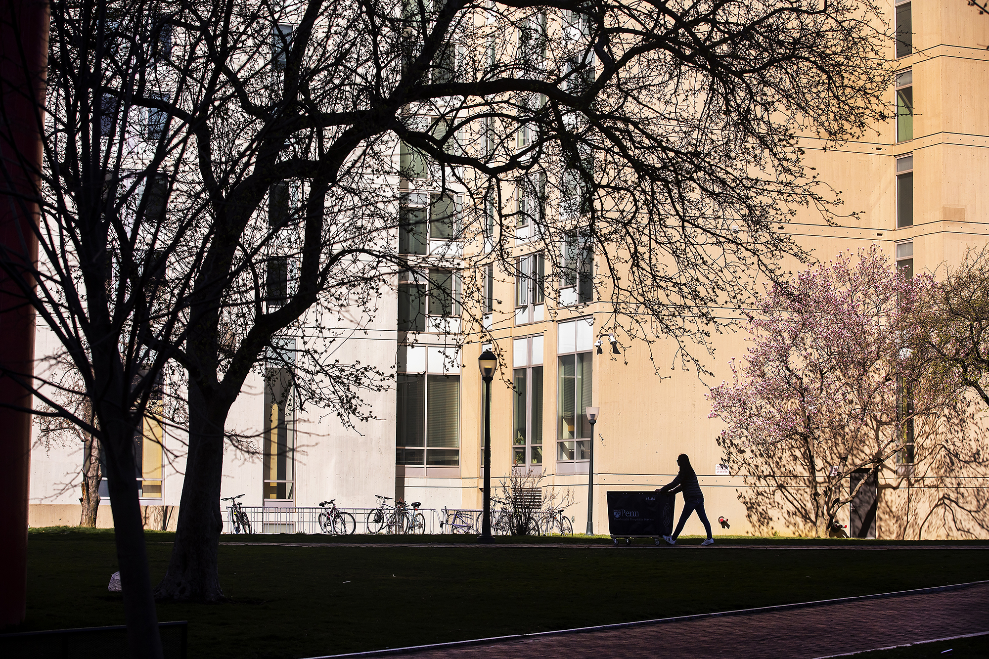 person pushing a move-out cart in front of student housing on Locust Walk with spring trees blossoming