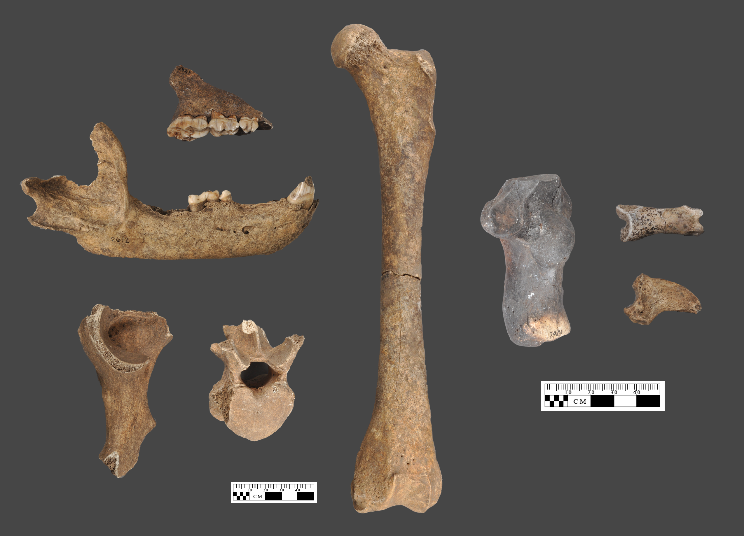 eight bear bones including a jaw bone and teeth displayed next to measurement tools