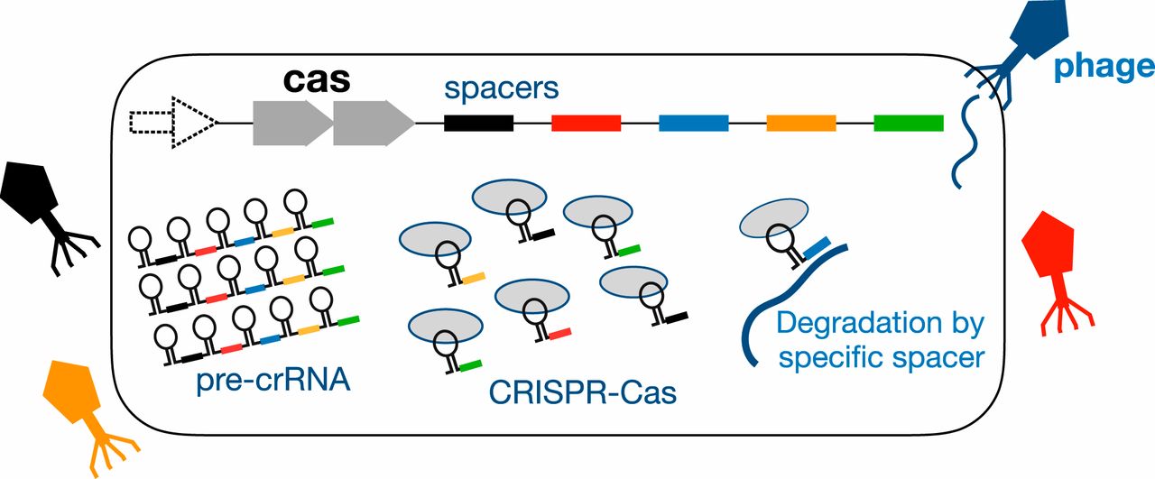 a diagram of how crispr works, with color-coded phages outside of a bacterial cell, inside the cell is a line of DNA marked by Cas and Spacers, with colors corresponding to the viruses, then below are DNA constructs labelled as pre-crRNA, CRISPR-Cas, and degradation by specific spacer